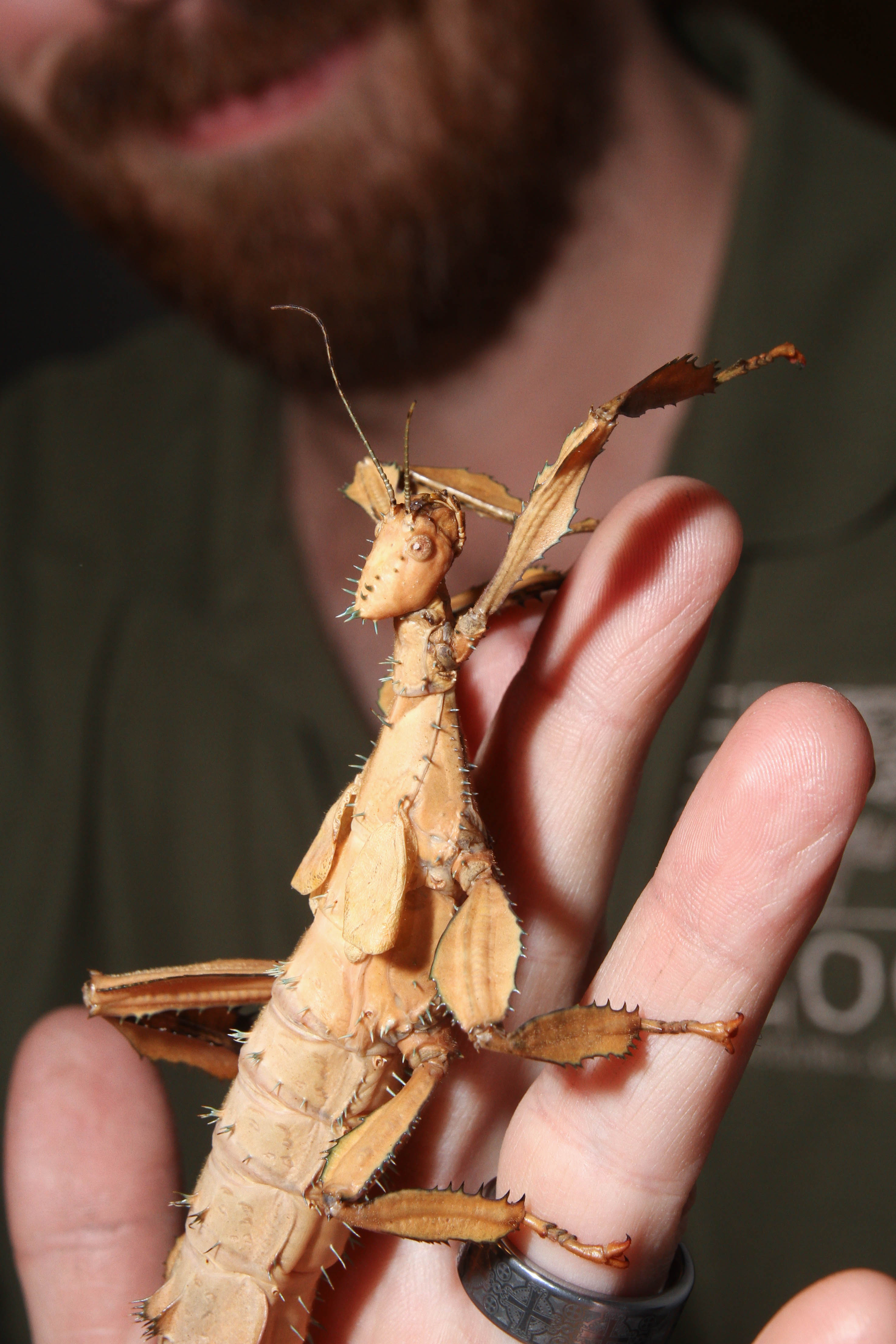 Australian Walking Stick 1
