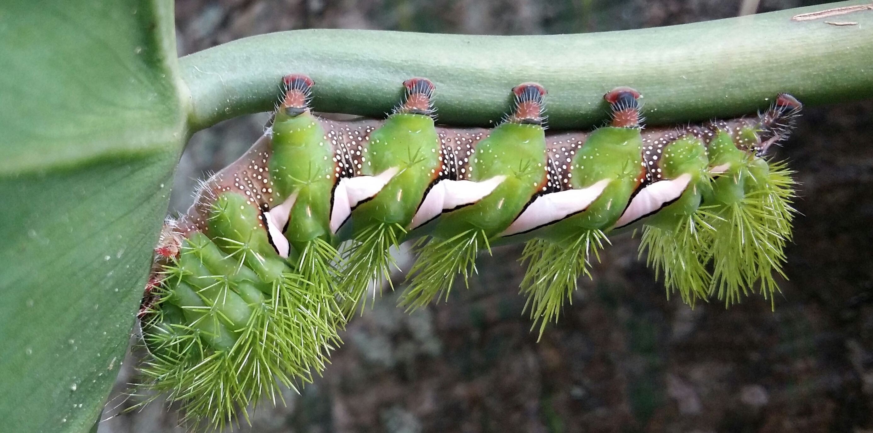 Automeris sp1