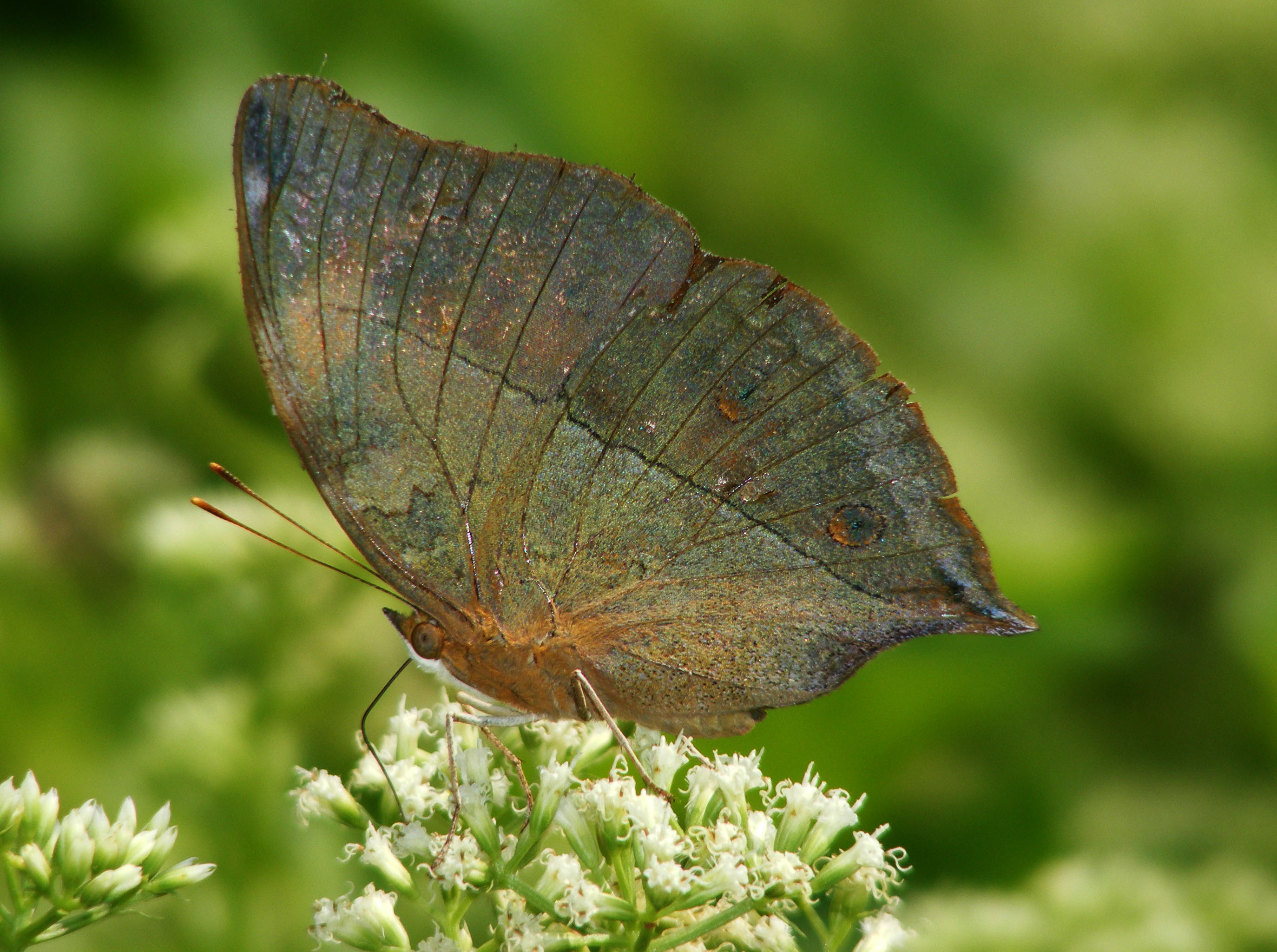 Autumn Leaf (Doeleschallia bisaltide) (6366900823)