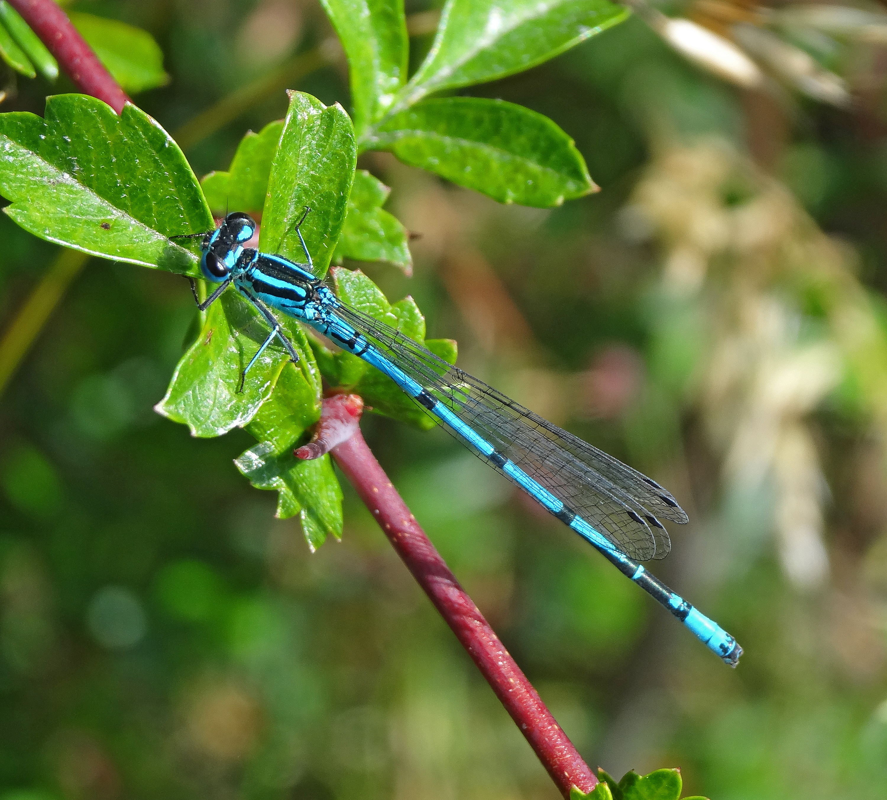 Azure Damselfly, Coenagrion puella (19234963303)