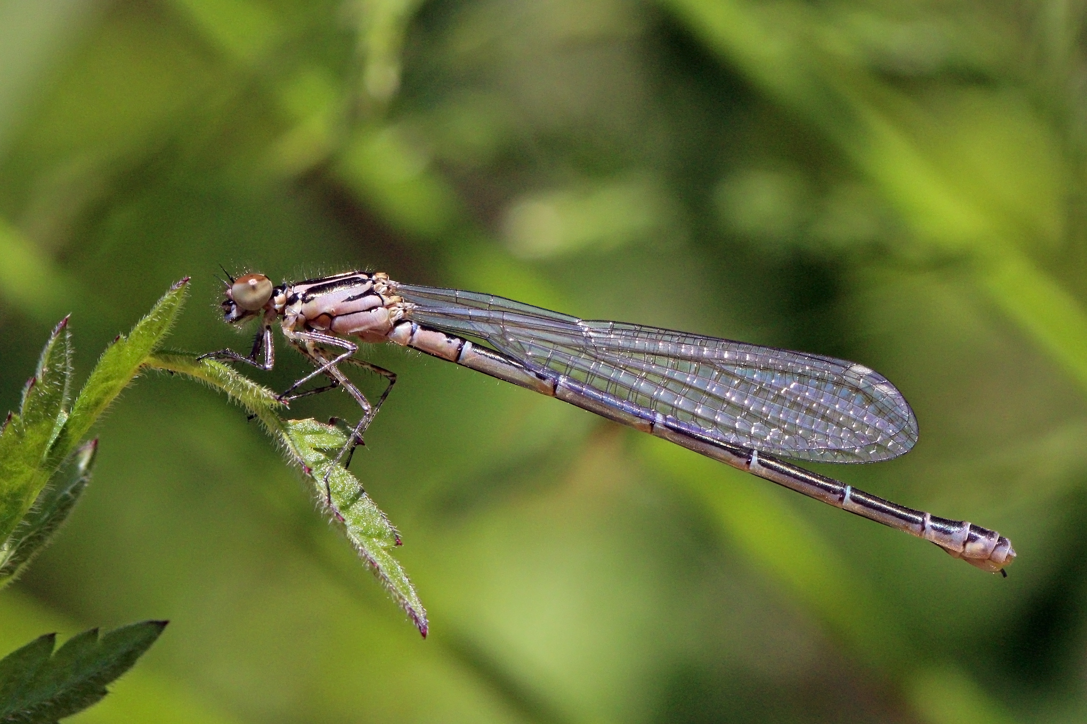 Azure damselfly (Coenagrion puella) female newly emerged 2