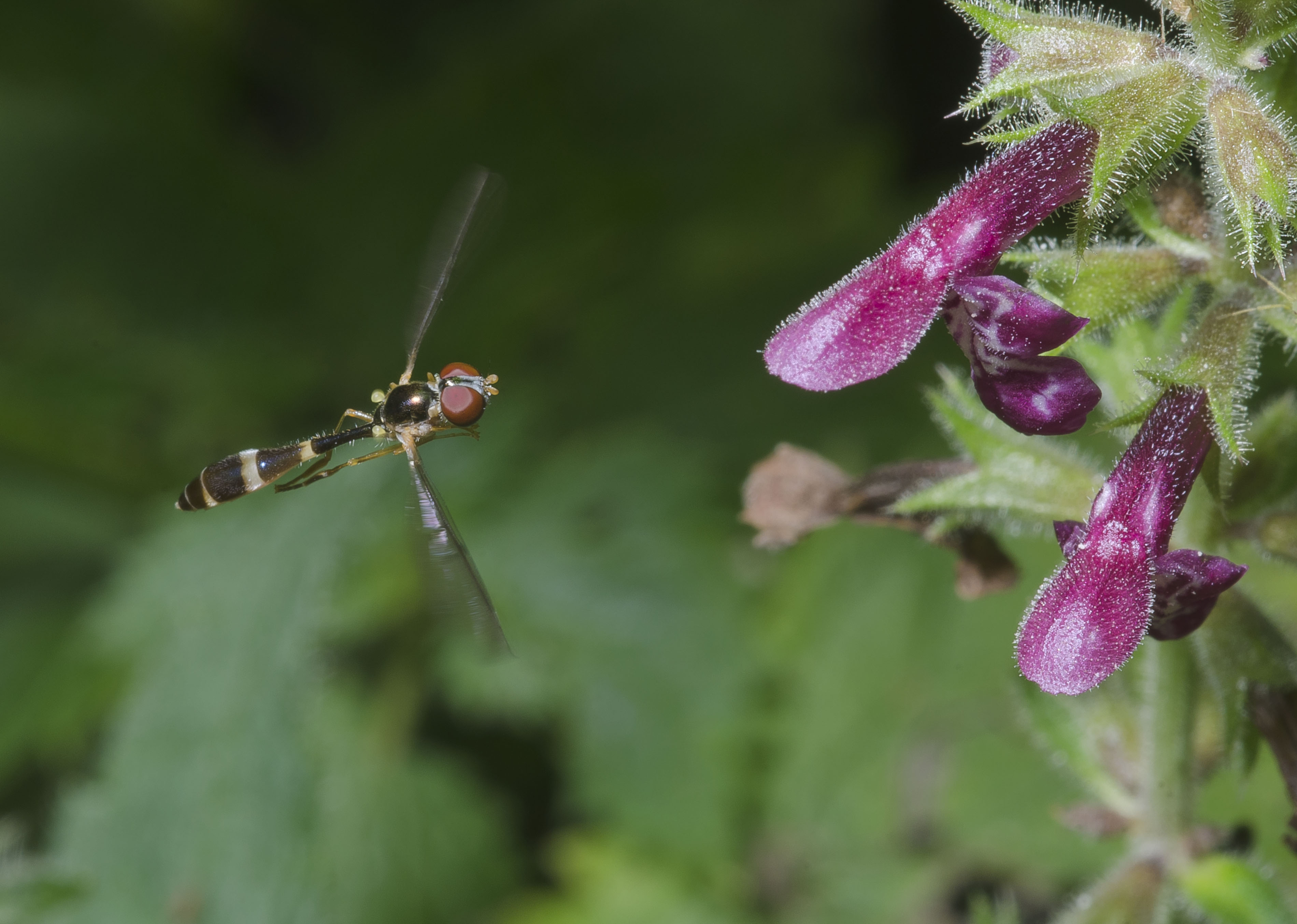 Baccha elongata-pjt1