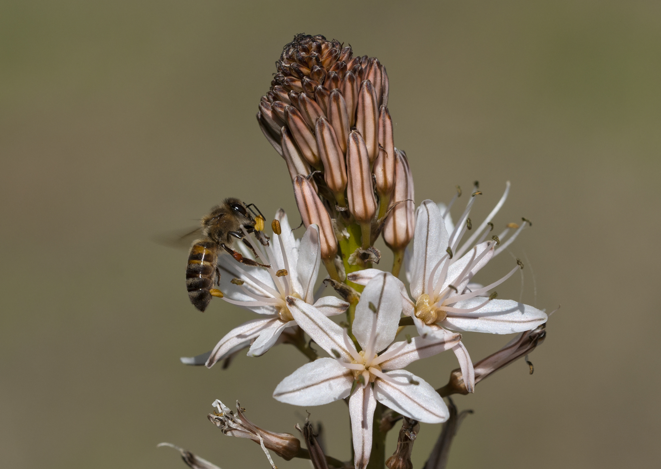 Bal arısı - Honey bee 06