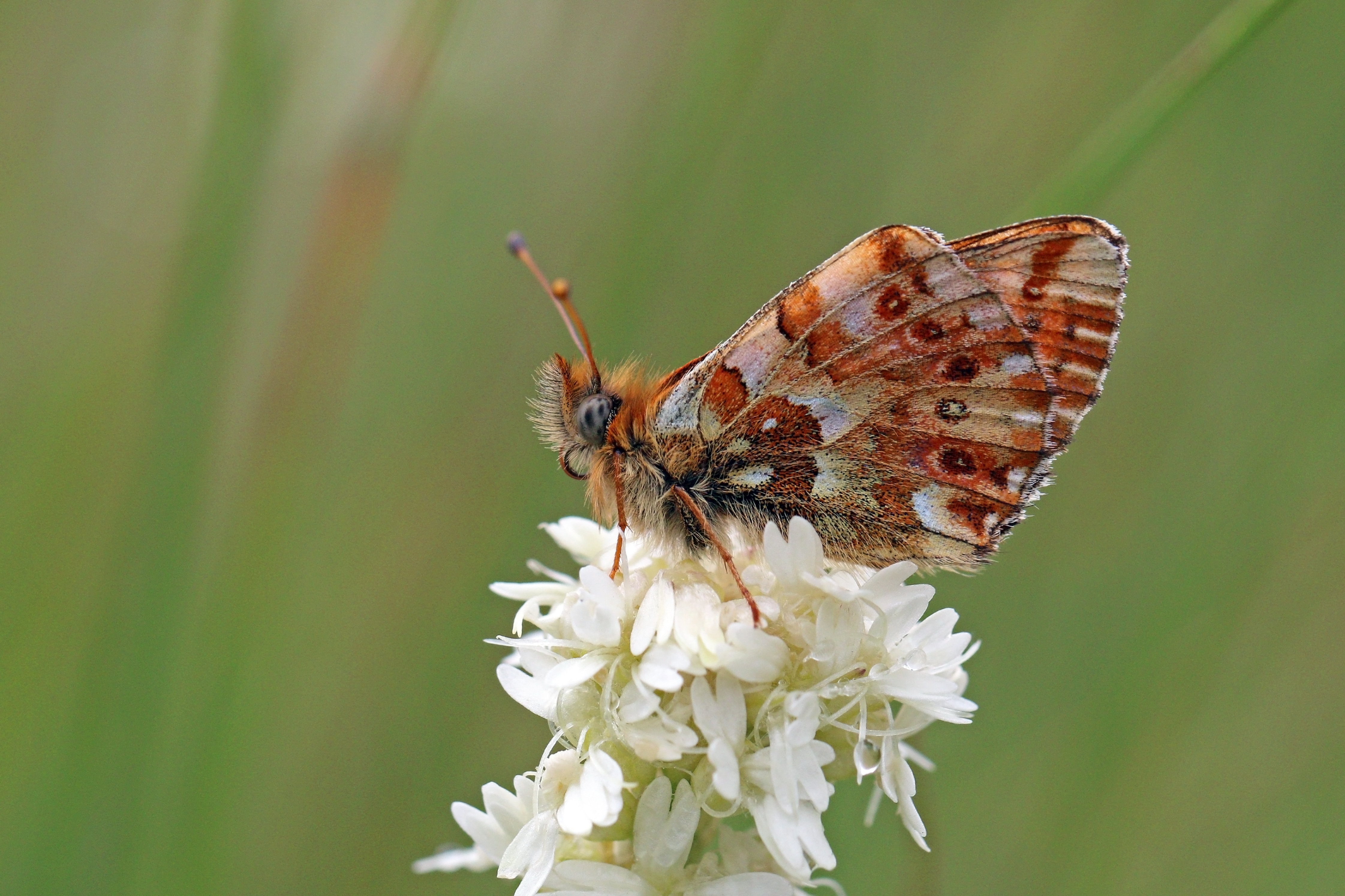 Balkan fritillary (Boloria graeca balcanica) underside Bulgaria 2