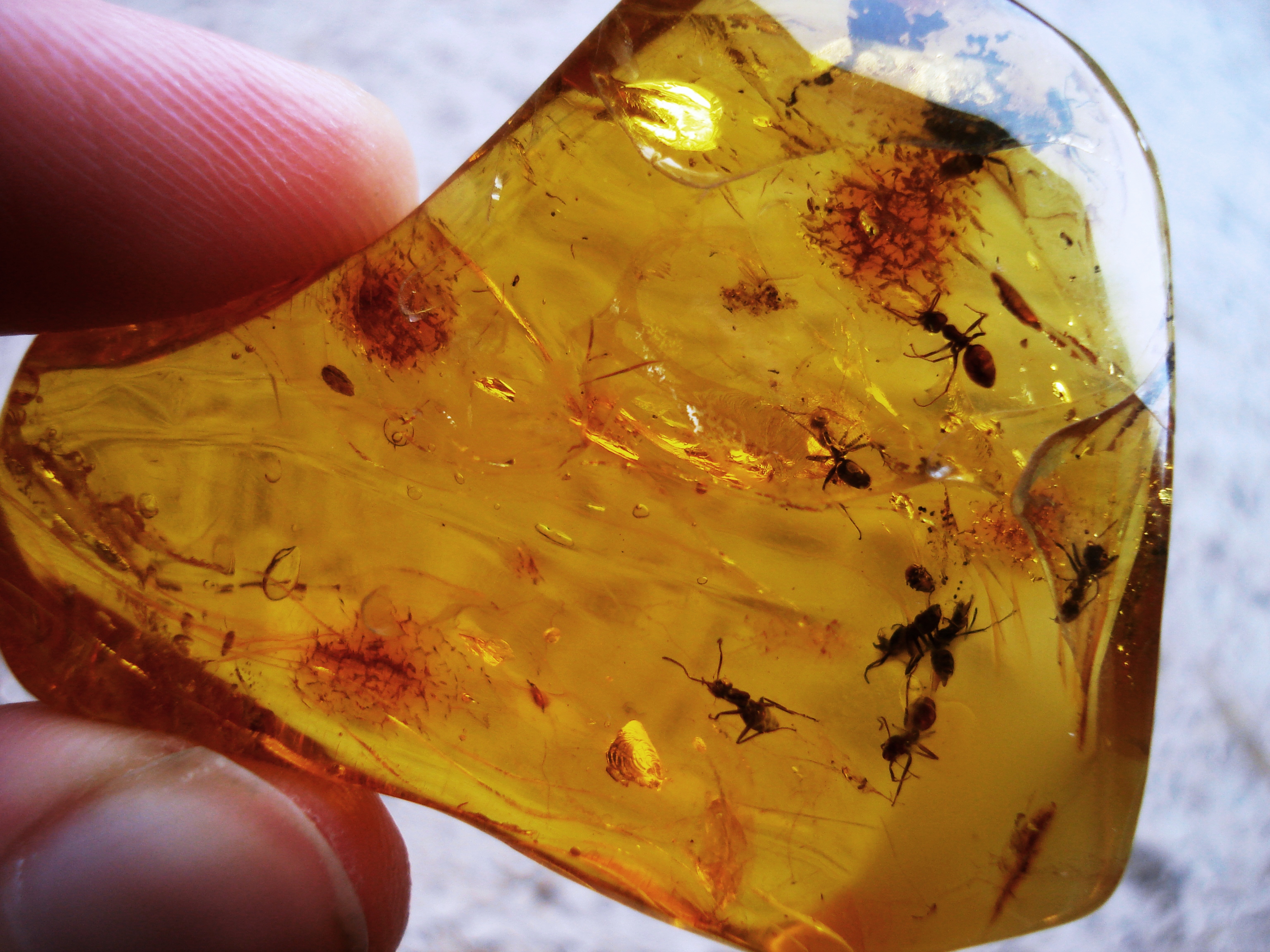 Baltic amber inclusions - Ant (Hymenoptera, Formicidae)9