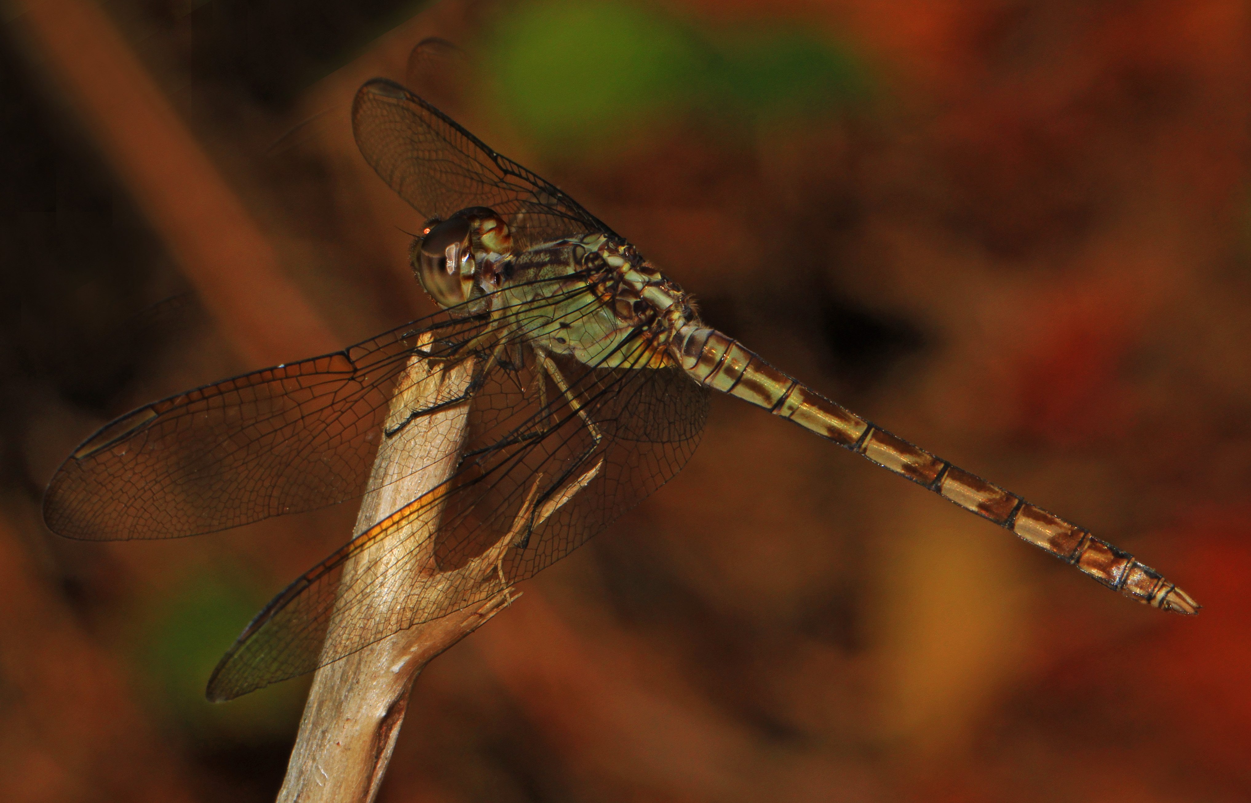 Band-winged Dragonlet - Erythrodiplax umbrata, Lake June-in-Winter Scrub State Park, Lake Placid, Florida - 31566378050