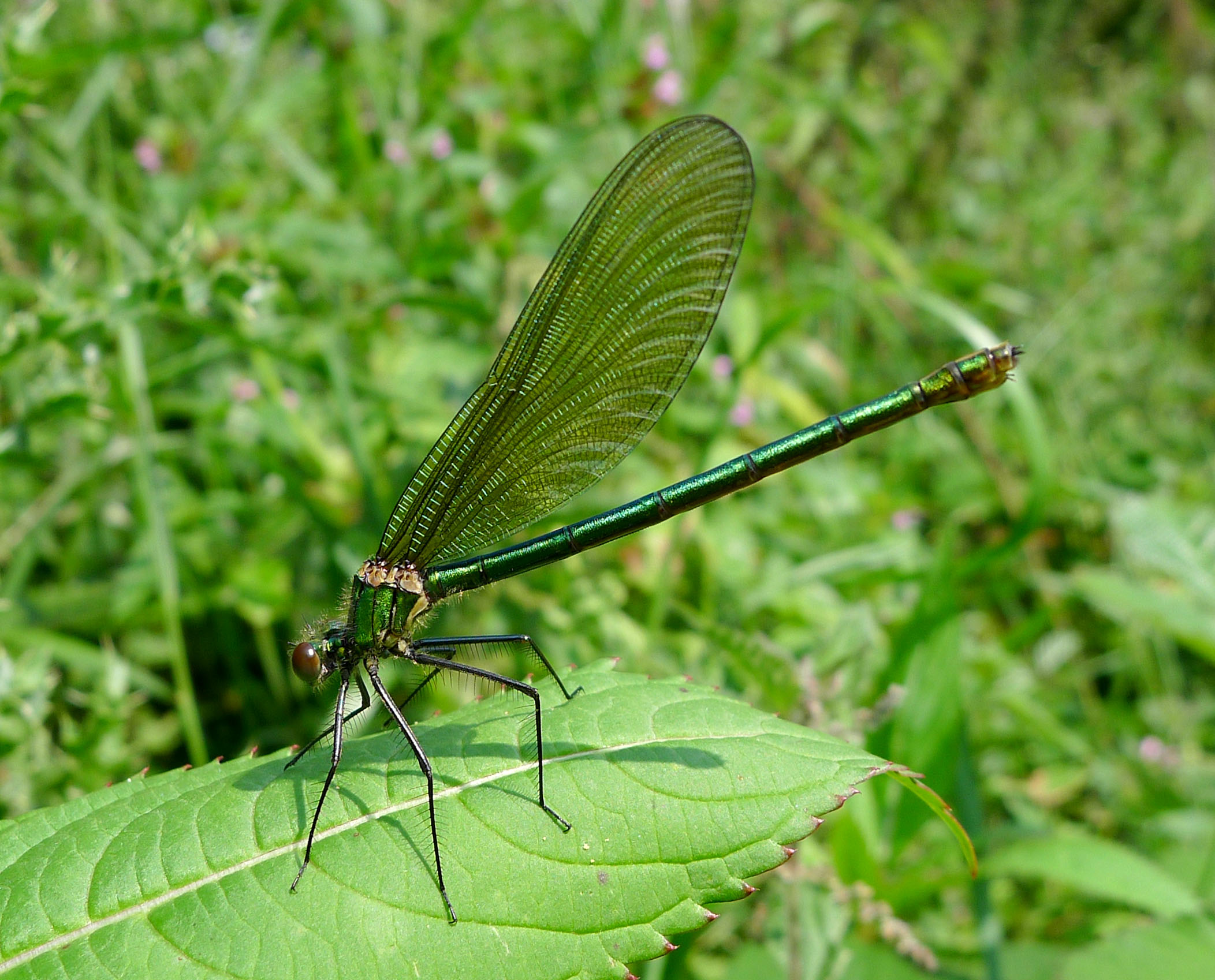 Banded Demoiselle. Calopteryx splendens.^ Female - Flickr - gailhampshire