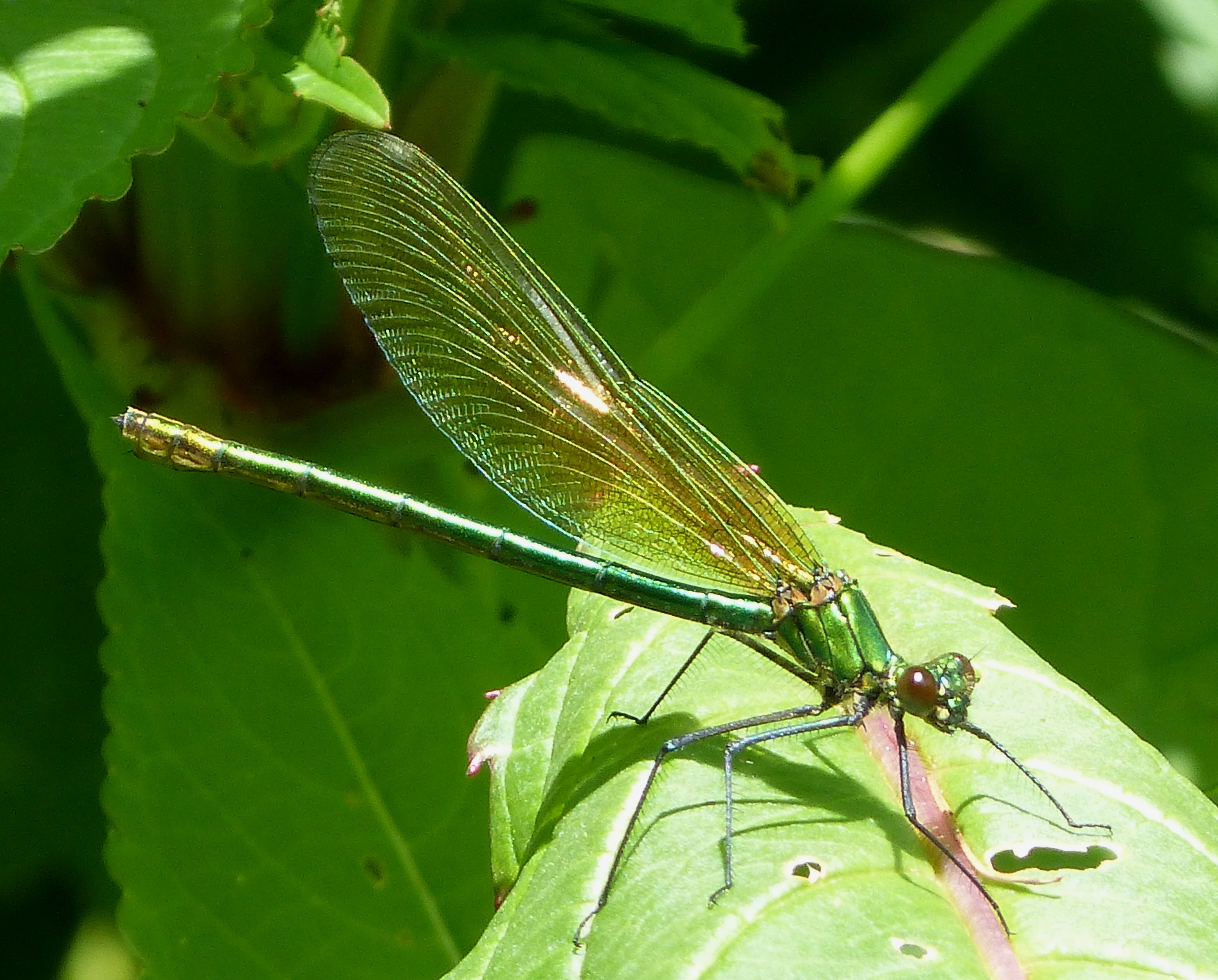 Banded Demoiselle. Calopteryx splendens. female - Flickr - gailhampshire