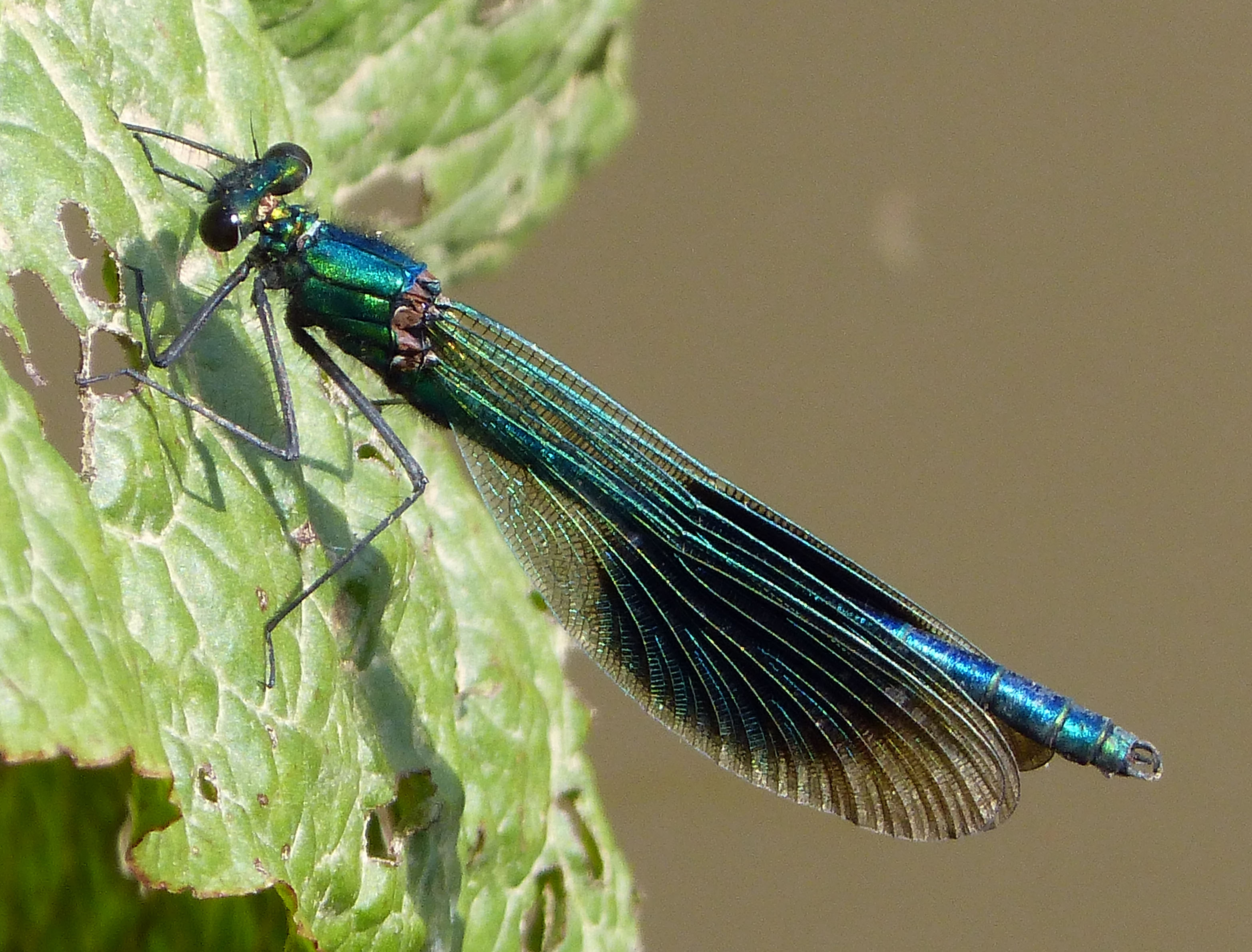 Banded Demoiselle. Calopteryx splendens. male - Flickr - gailhampshire