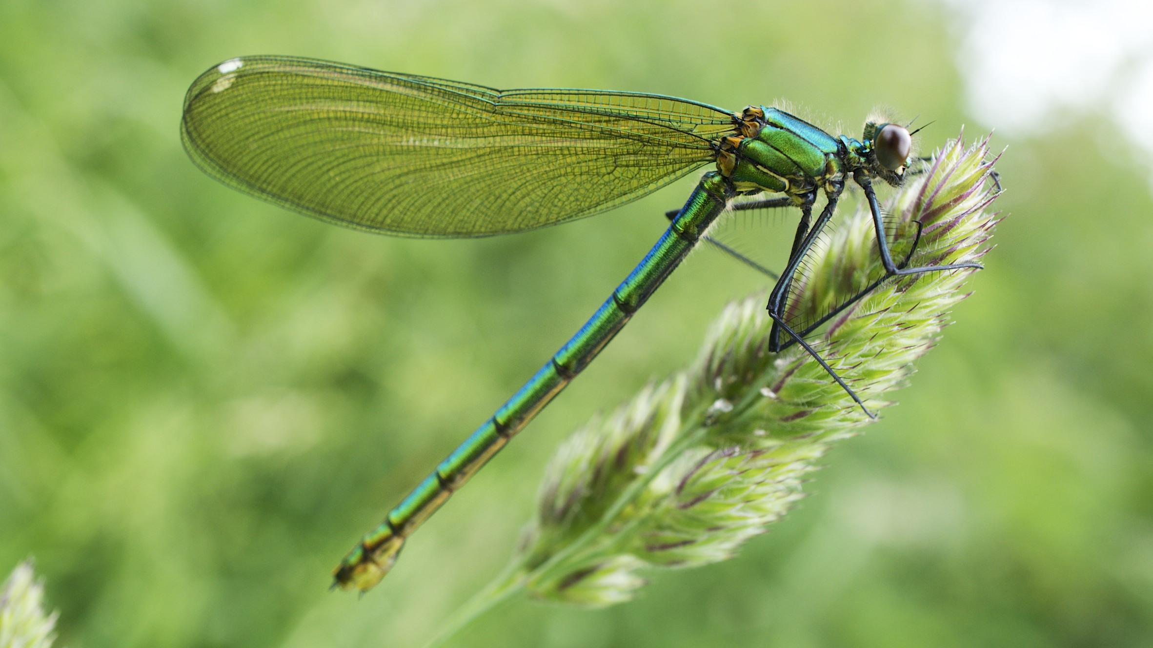 Banded Demoiselle ( female) (9059707868)