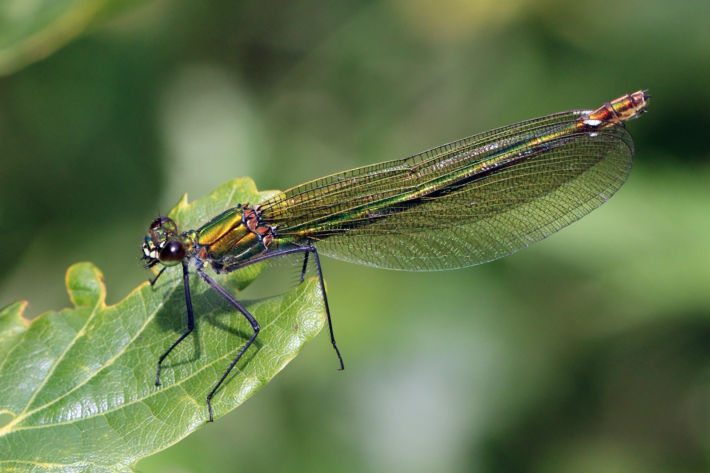 Banded demoiselle (Calopteryx splendens) female