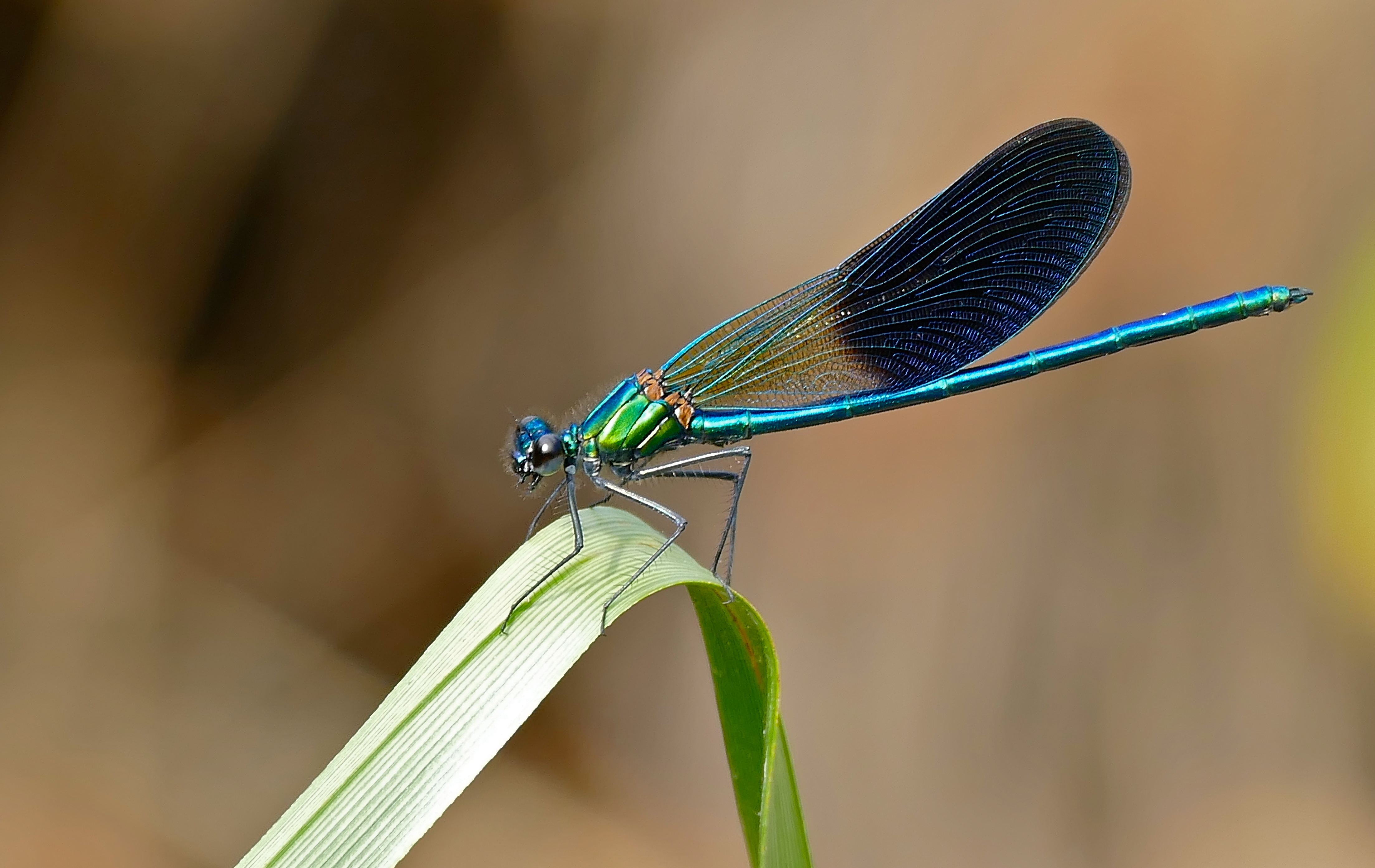 Banded Demoiselle (Calopteryx splendens) male (34845184003)