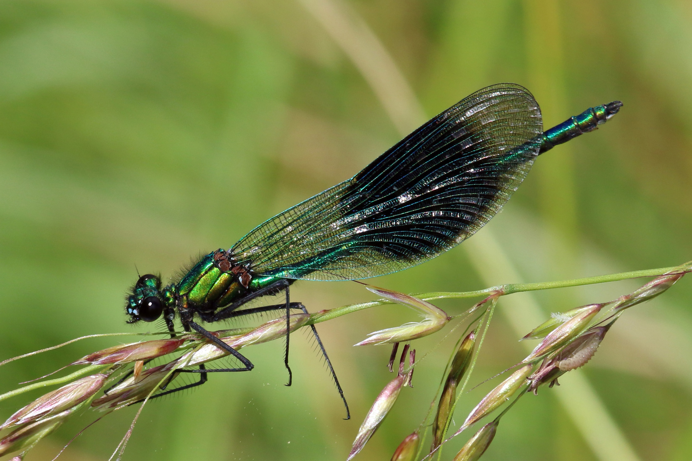 Banded Demoiselle (Calopteryx splendens) male adult