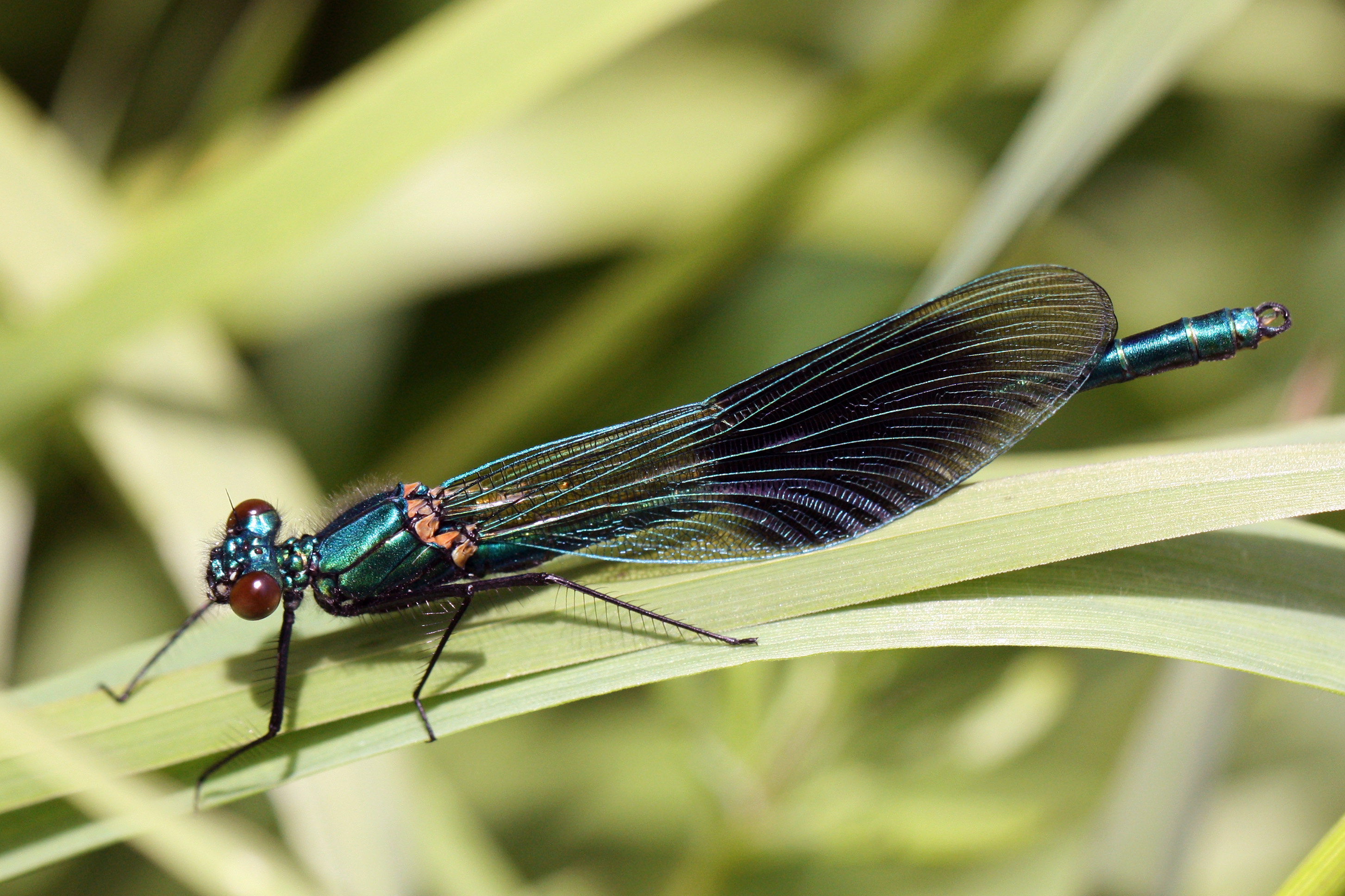 Banded Demoiselle (Calopteryx splendens) male juvenile