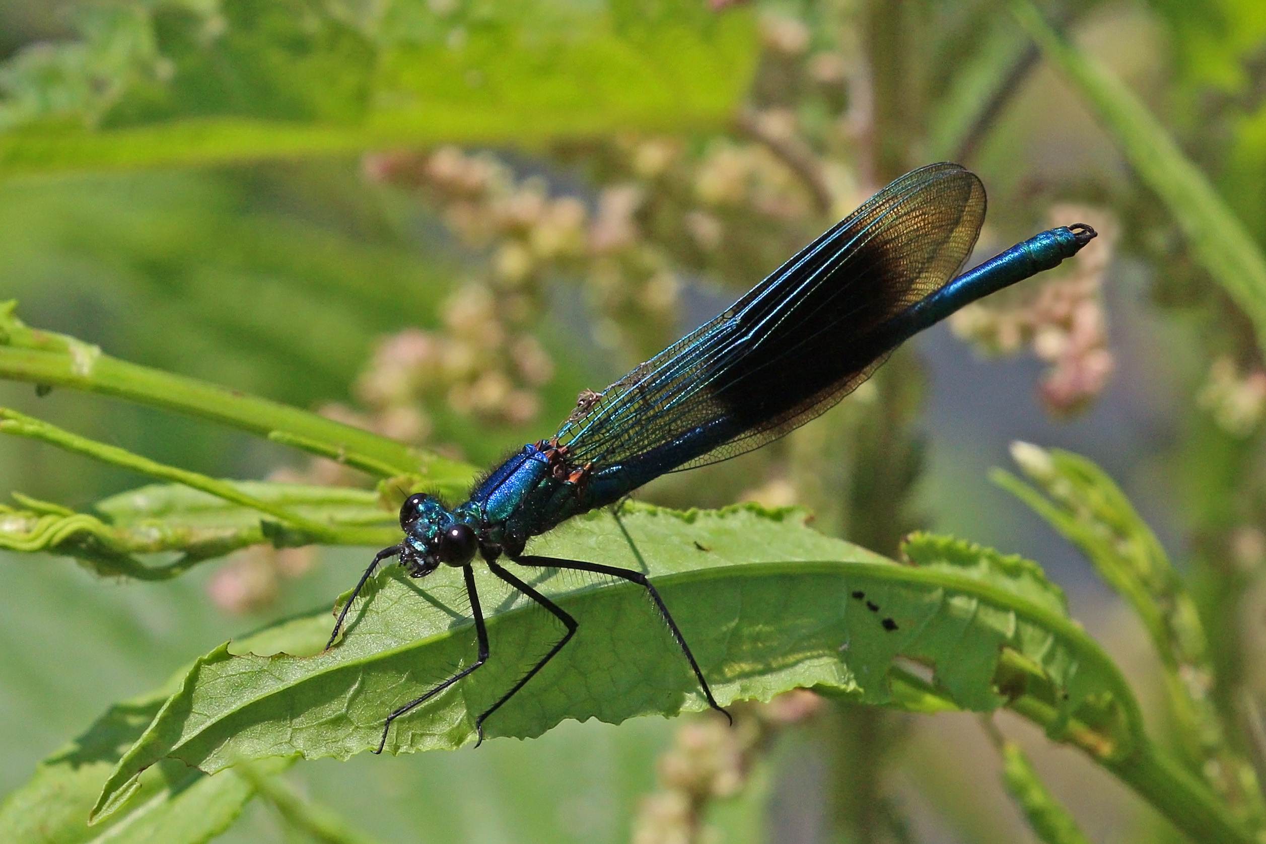 Banded demoiselle damselfly (Calopteryx splendens) male adult blue