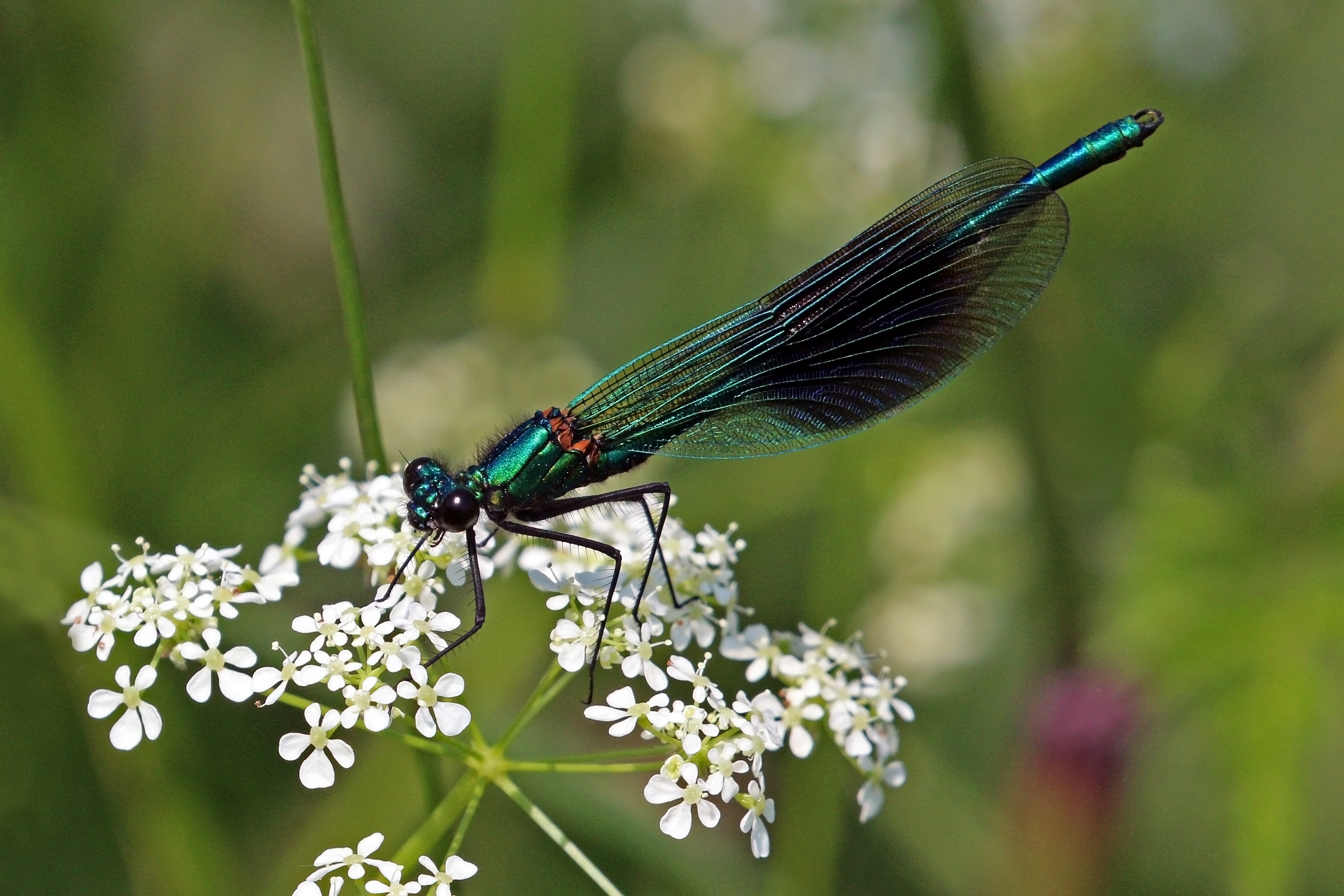 Banded demoiselle damselfly (Calopteryx splendens) male adult green