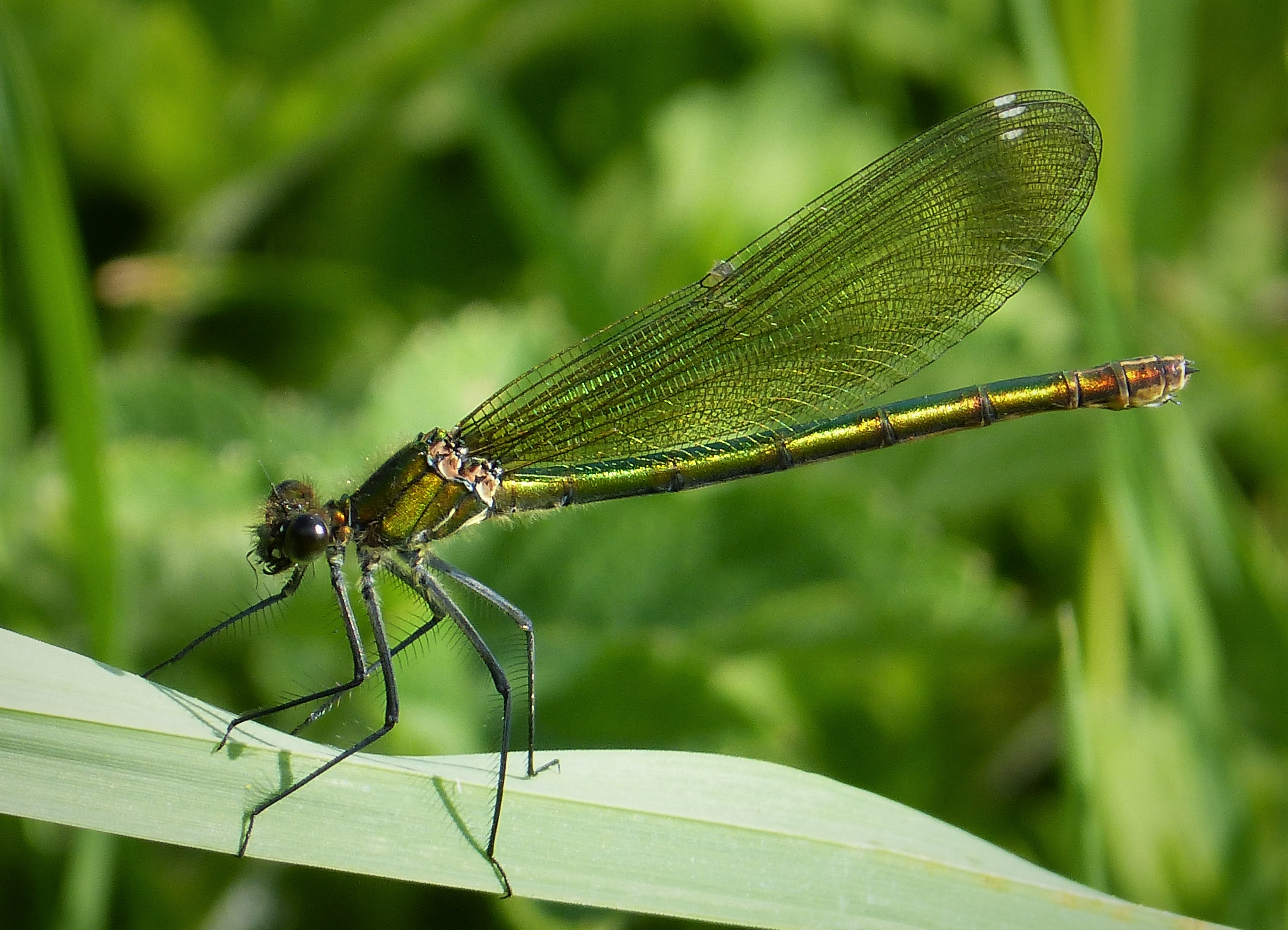 Banded Demoiselle female. Calopteryx splendens (34772712324)