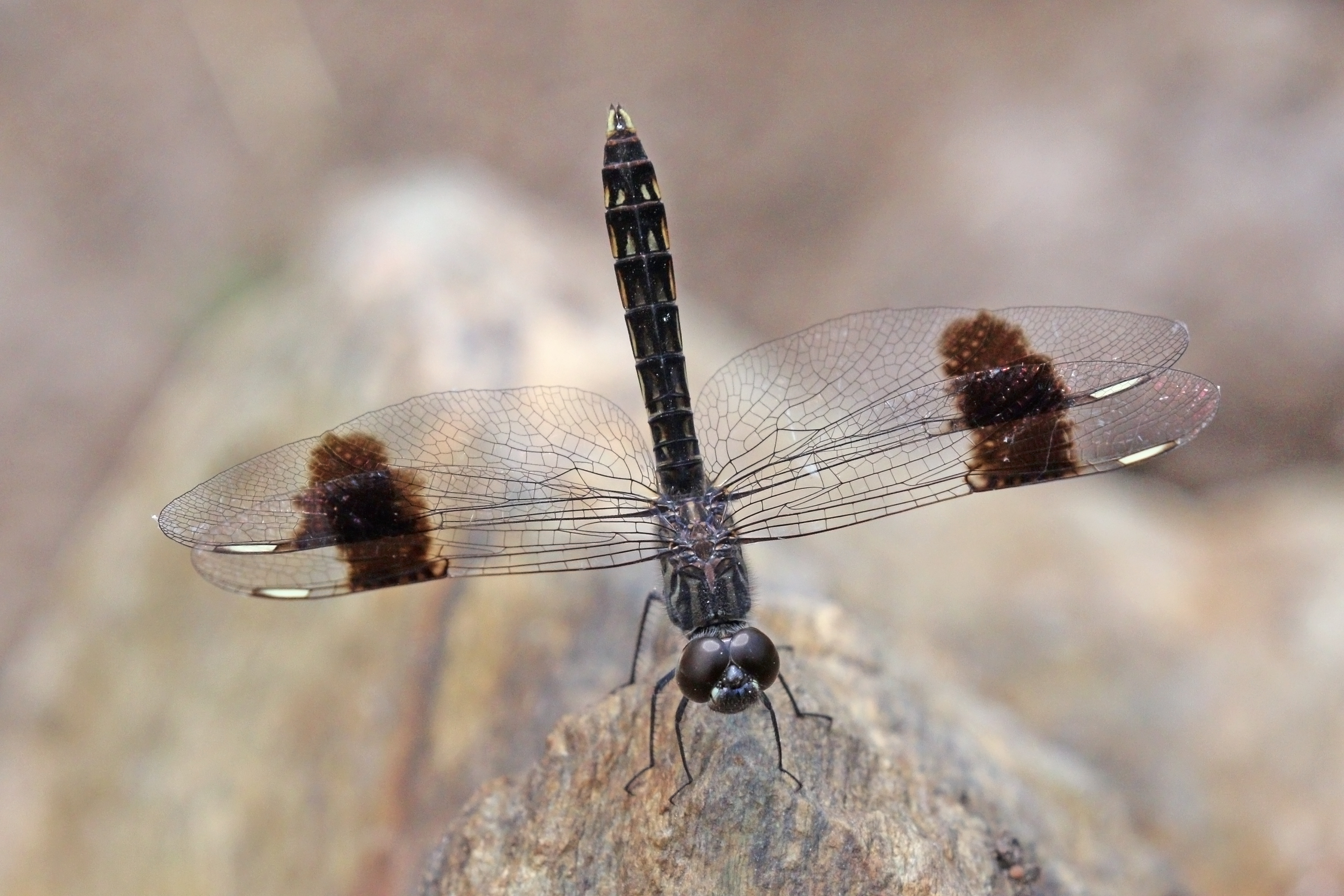 Banded groundling (Brachythemis leucosticta) young male