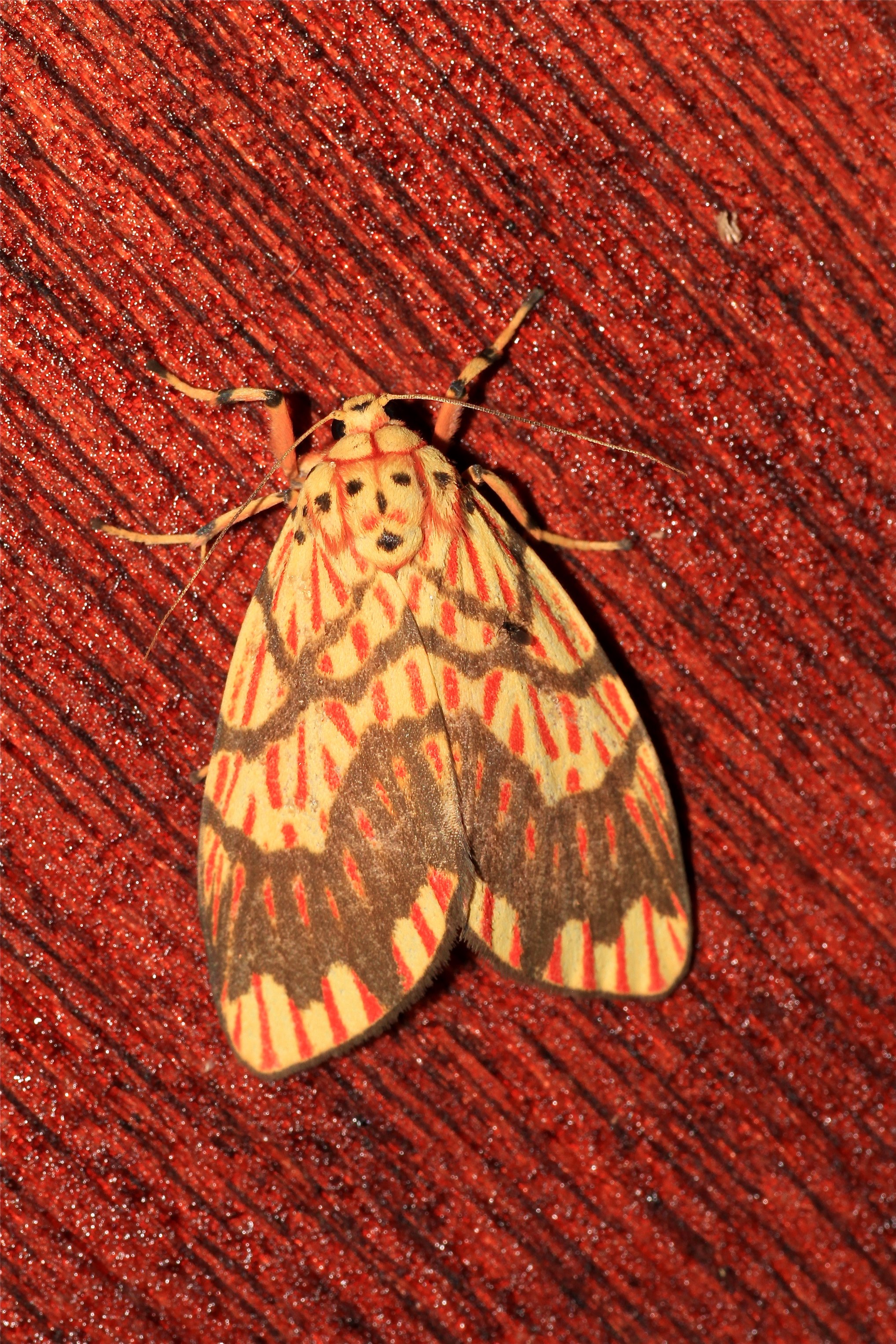 Barsine euprepia (Eribidae- Arctiinae- Lithosiini) (22260657914)