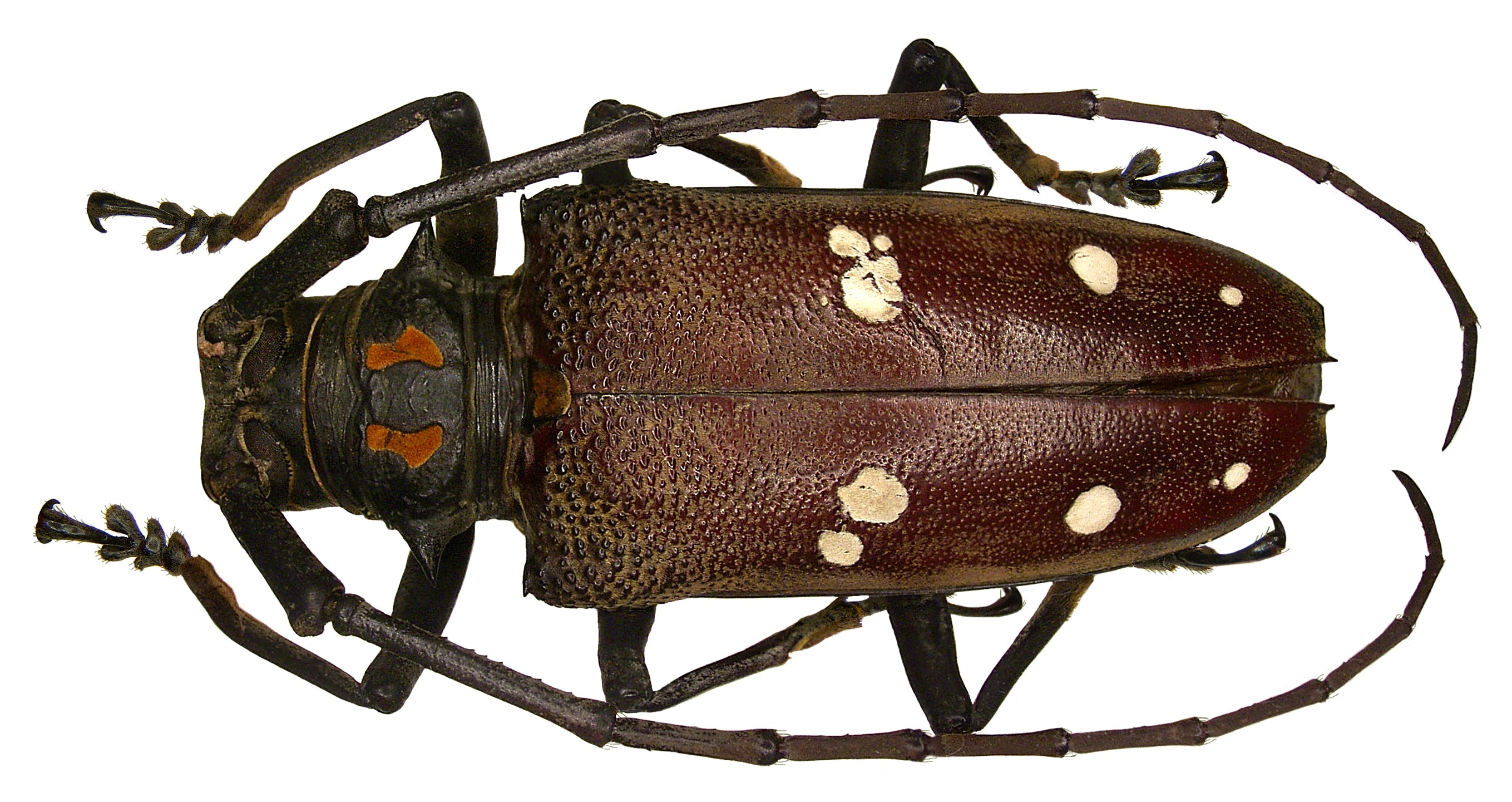 Batocera rubus mniszechi Thomson, 1864 (2978609004)