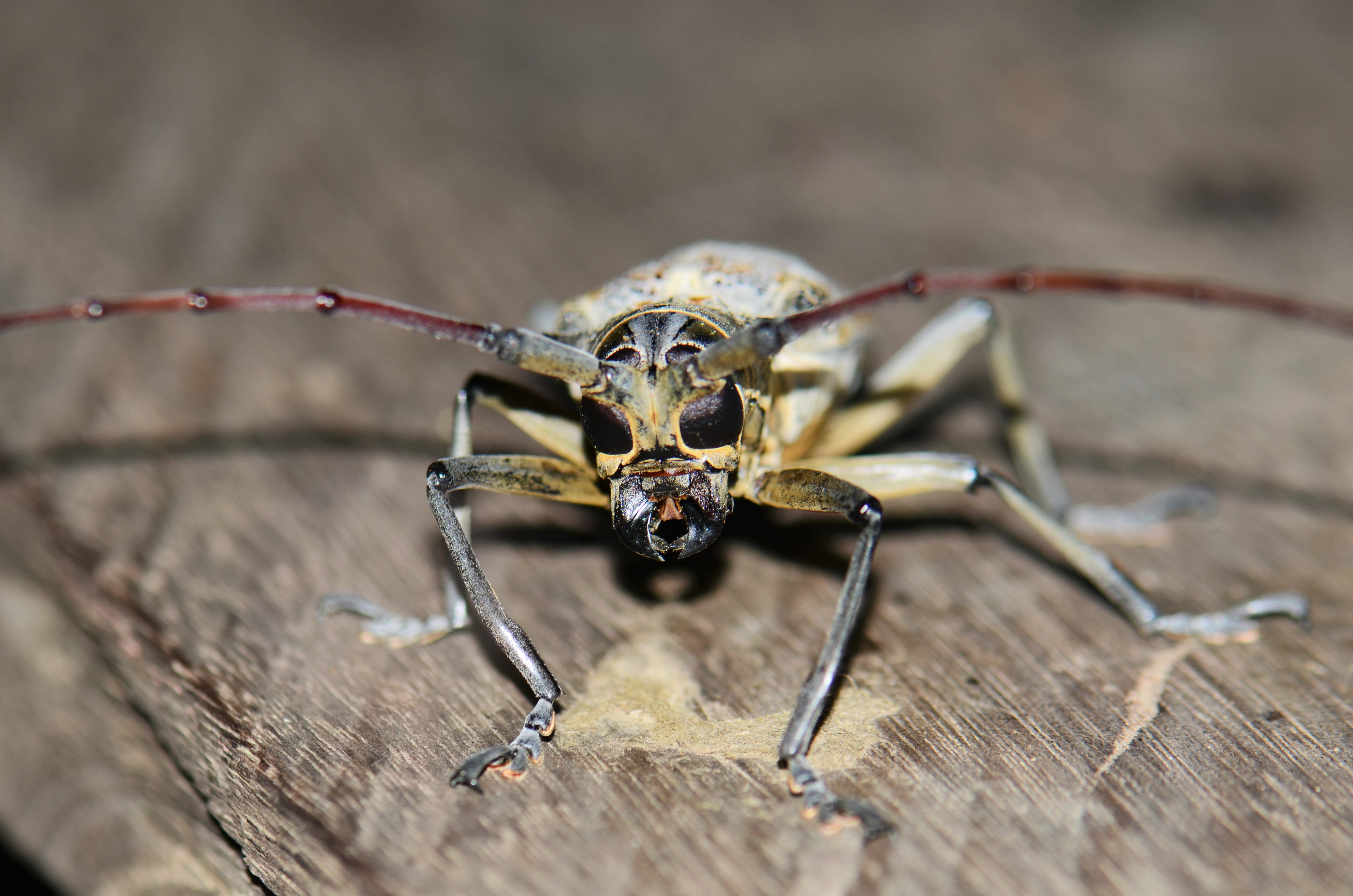 Batocera tigris (32624858584)