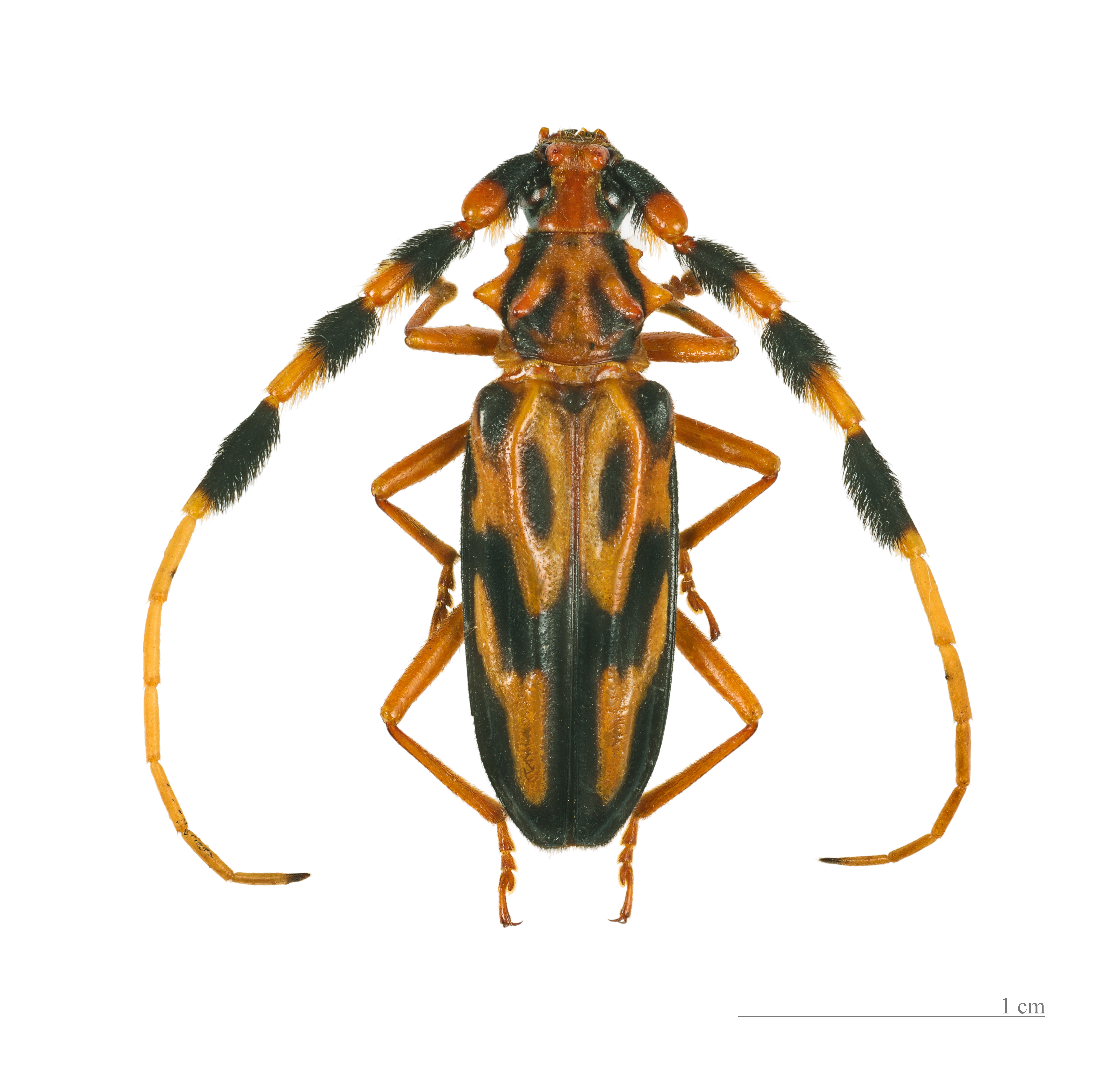 Batus barbicornis MHNT femelle