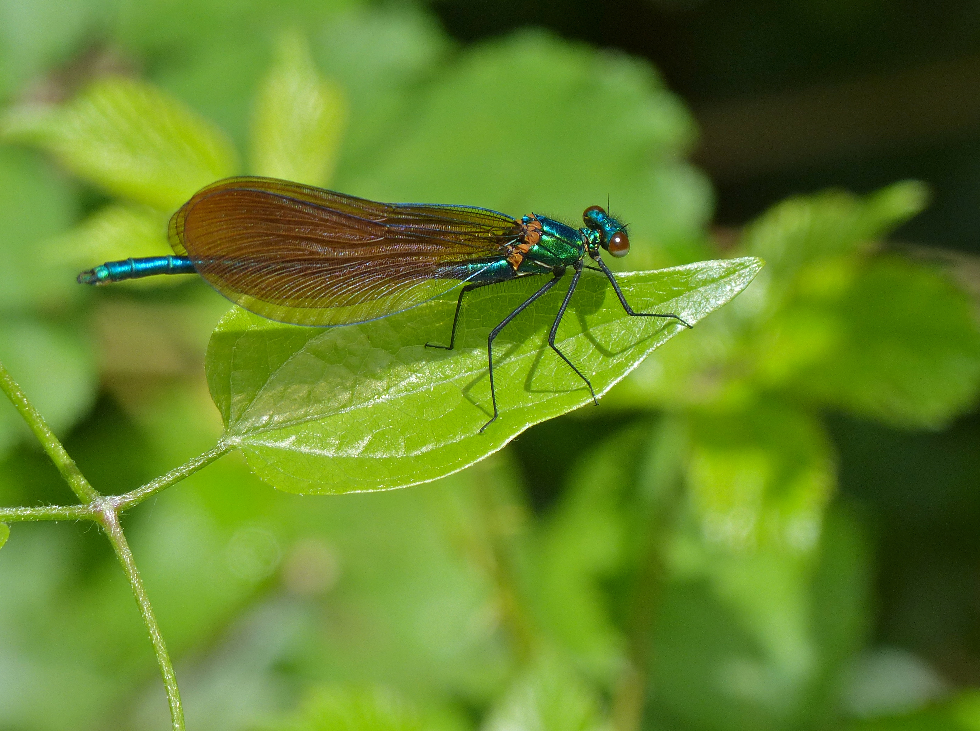 Beautiful Damselfly (Calopteryx virgo) male (14178627794)