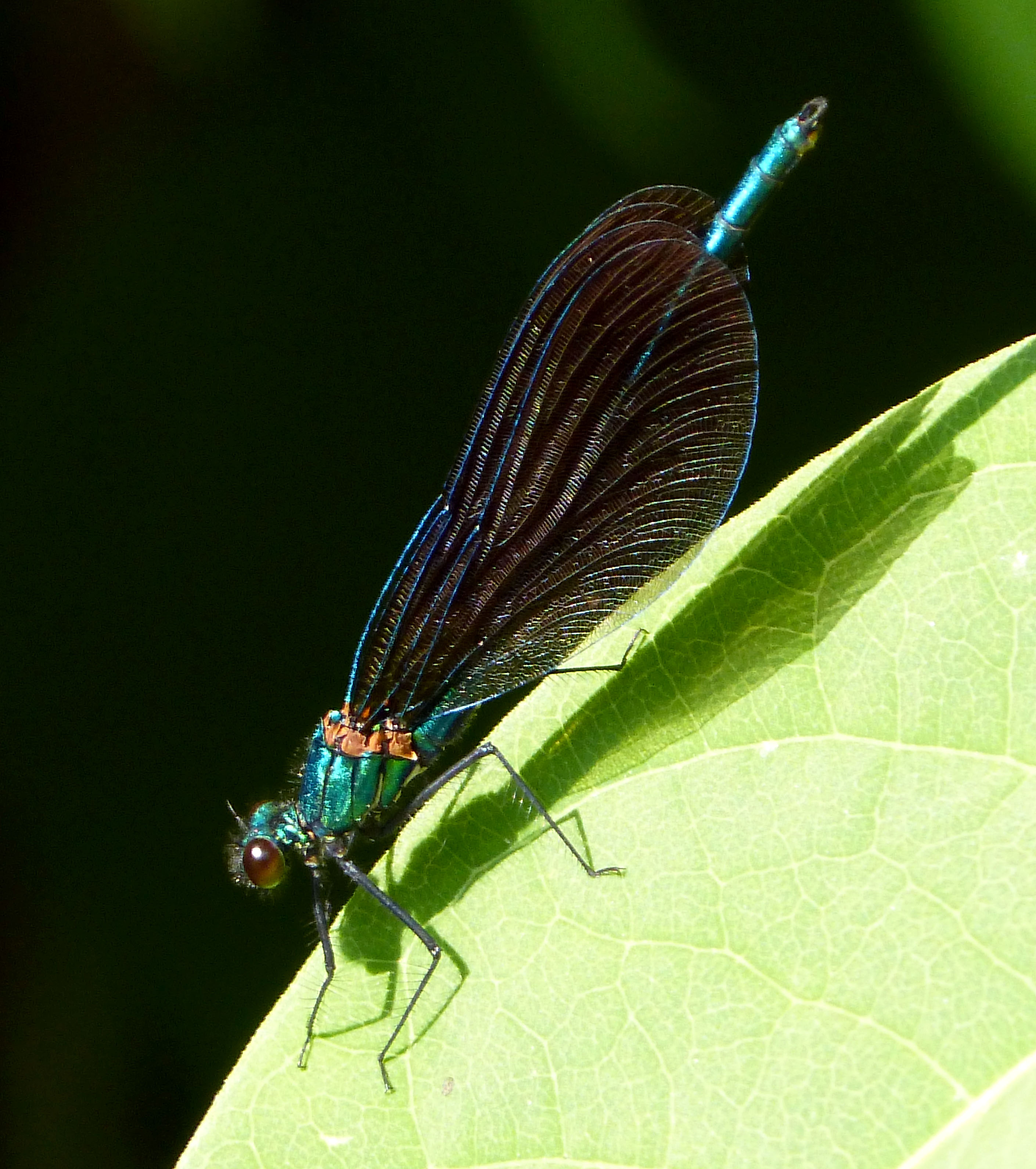 Beautiful Demoiselle. Male - Flickr - gailhampshire