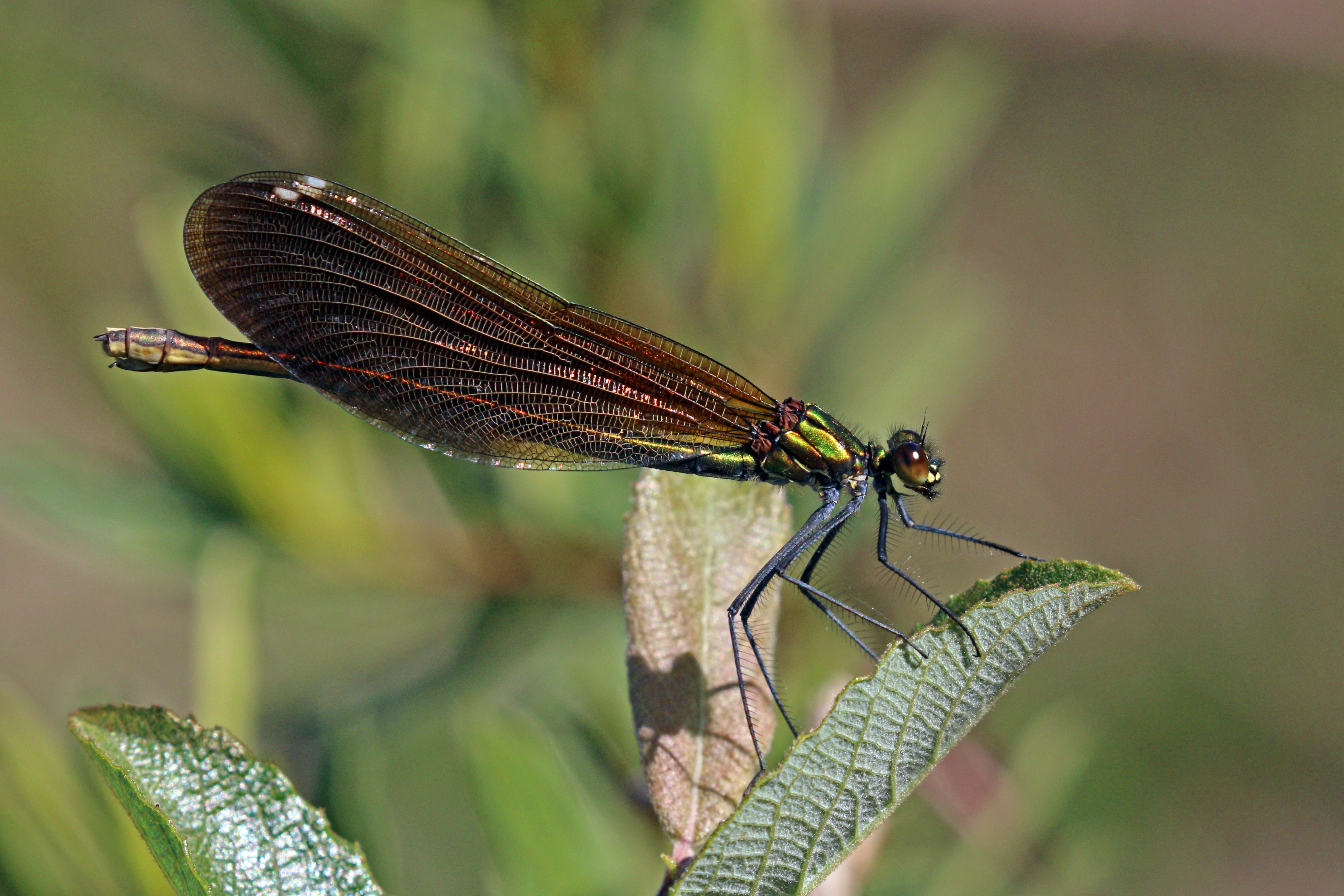 Beautiful demoiselle (Calopteryx virgo) female