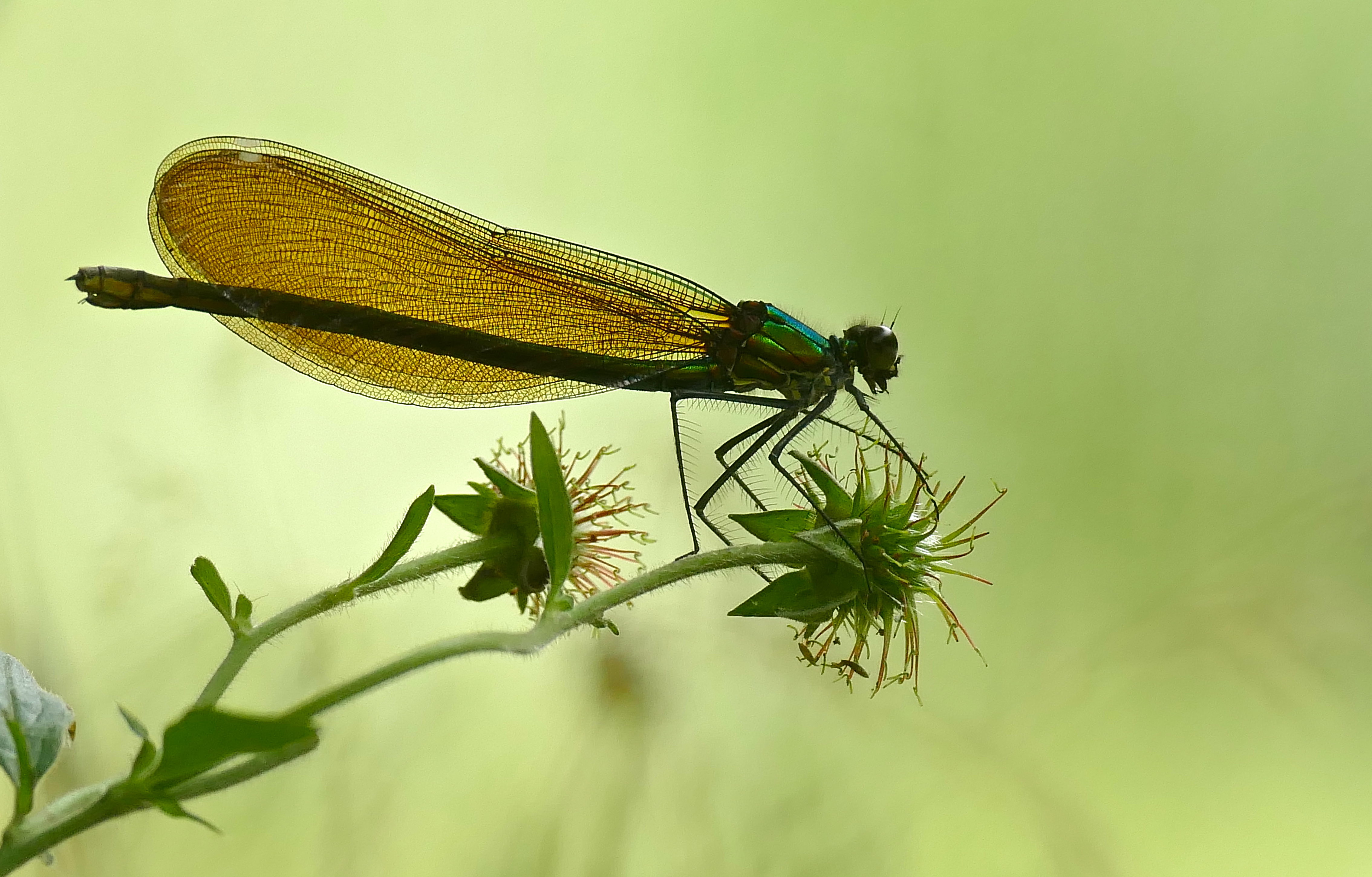 Beautiful Demoiselle (Calopteryx virgo) female (34700519633)