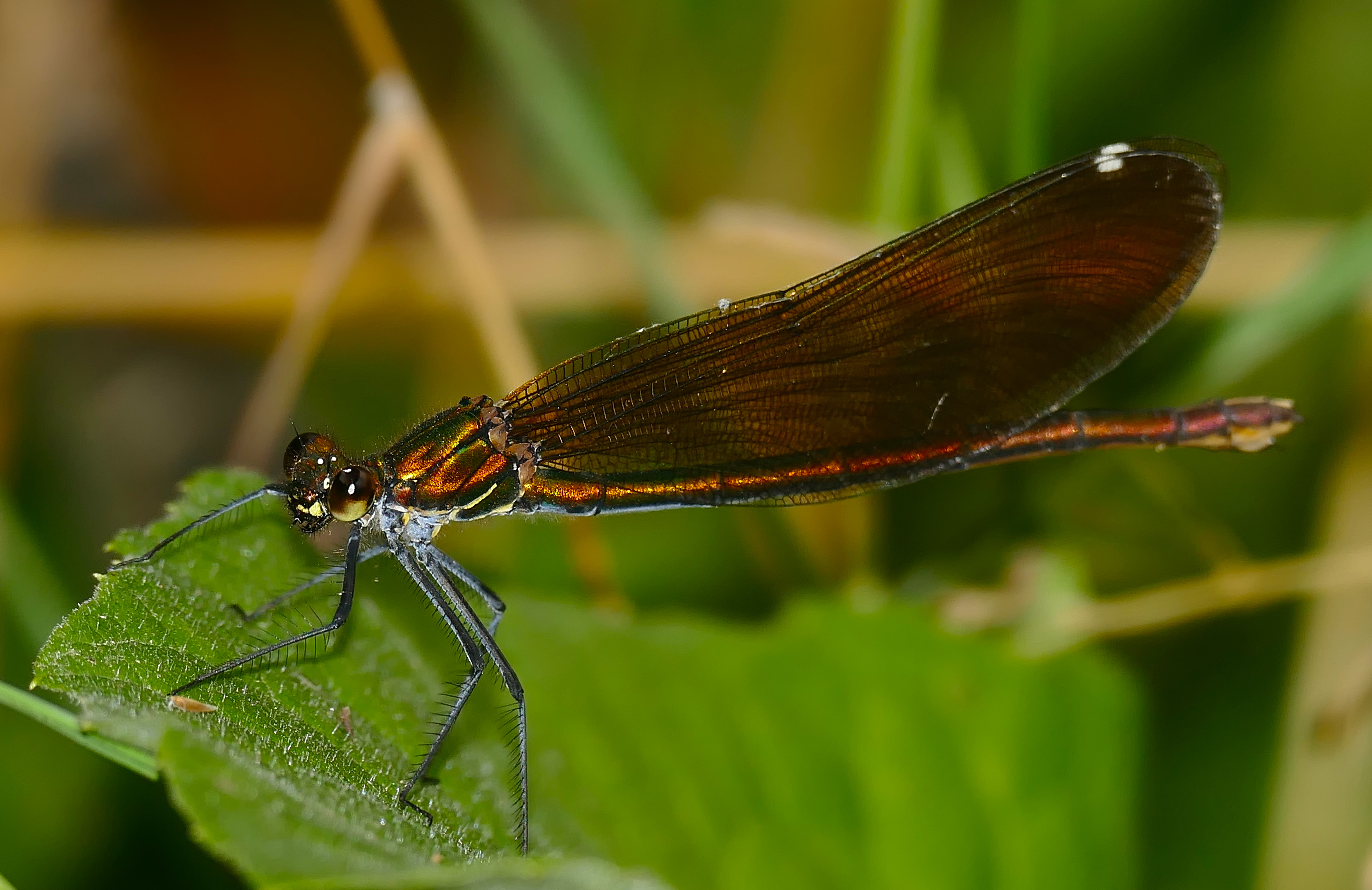 Beautiful Demoiselle (Calopteryx virgo) female (35377820271)