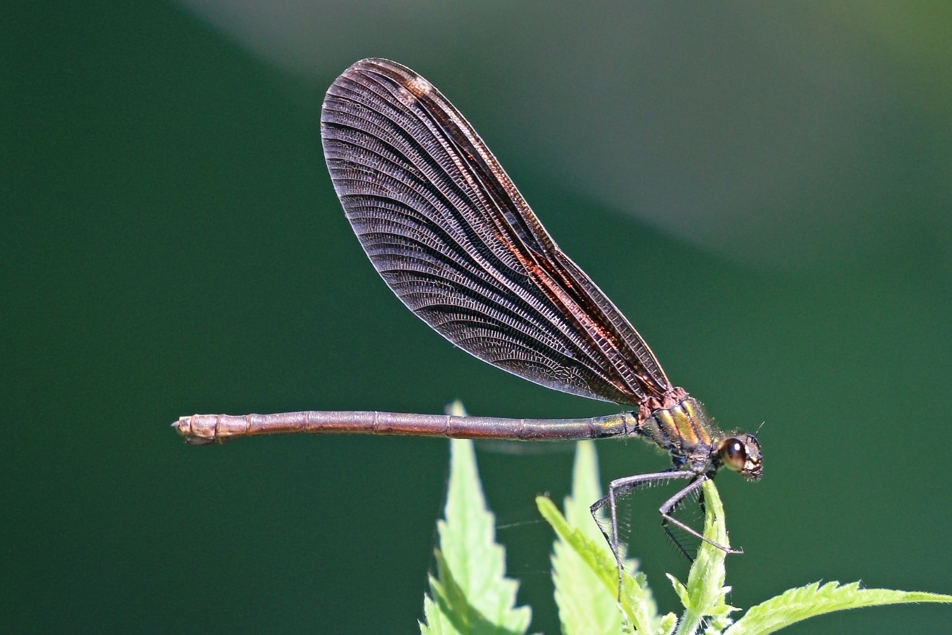Beautiful demoiselle (Calopteryx virgo) female Greece