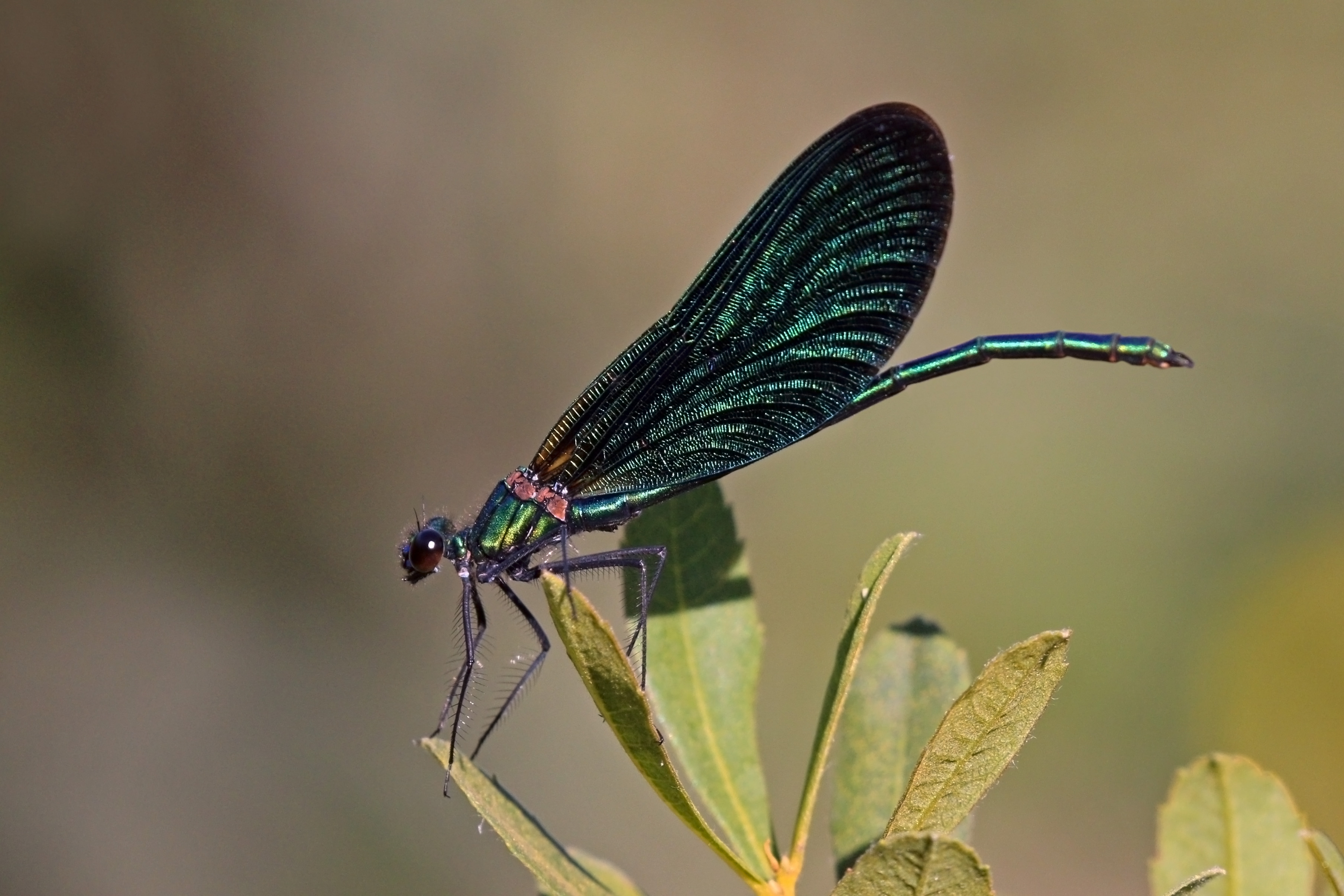 Beautiful demoiselle (Calopteryx virgo) juvenile male