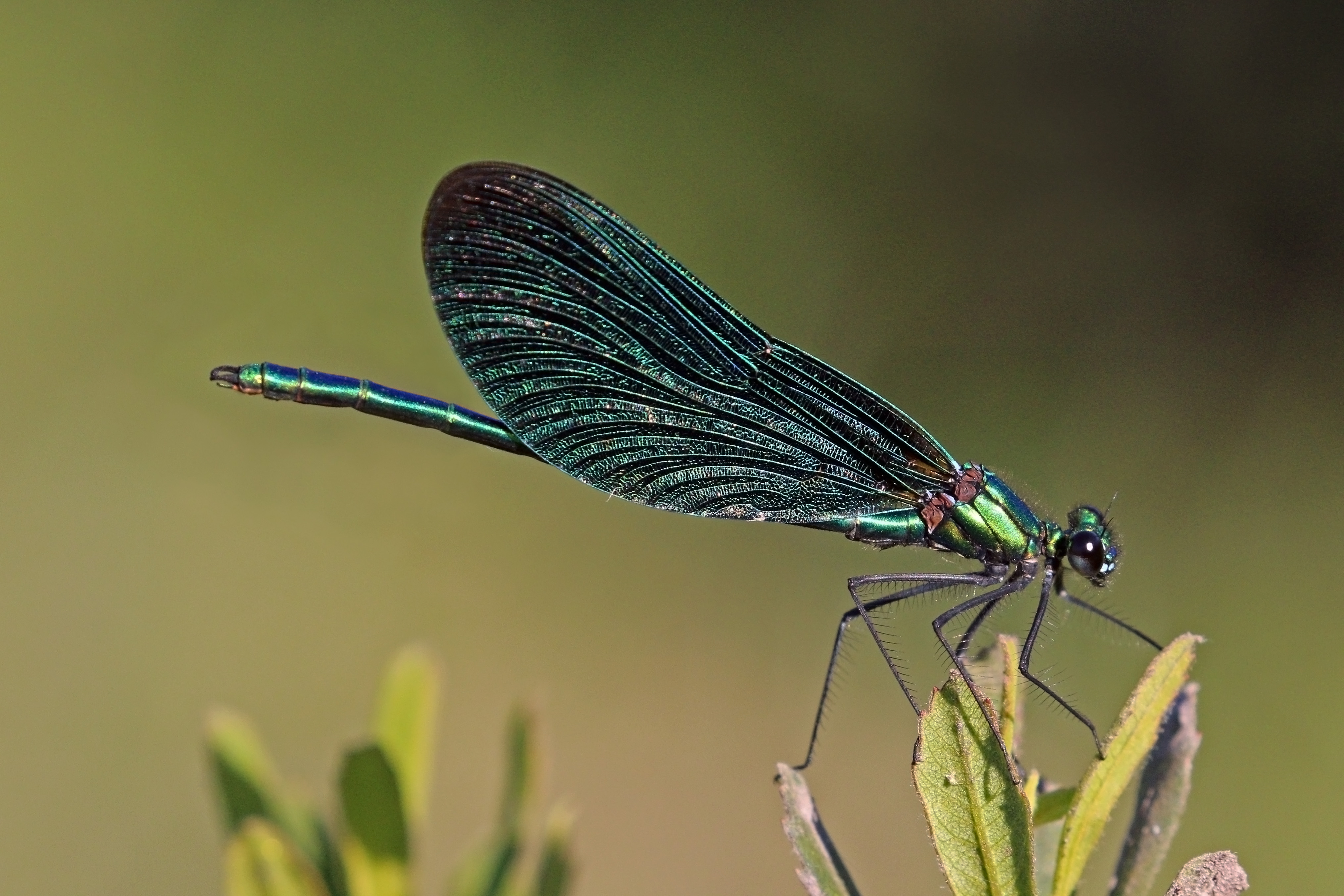 Beautiful demoiselle (Calopteryx virgo) male