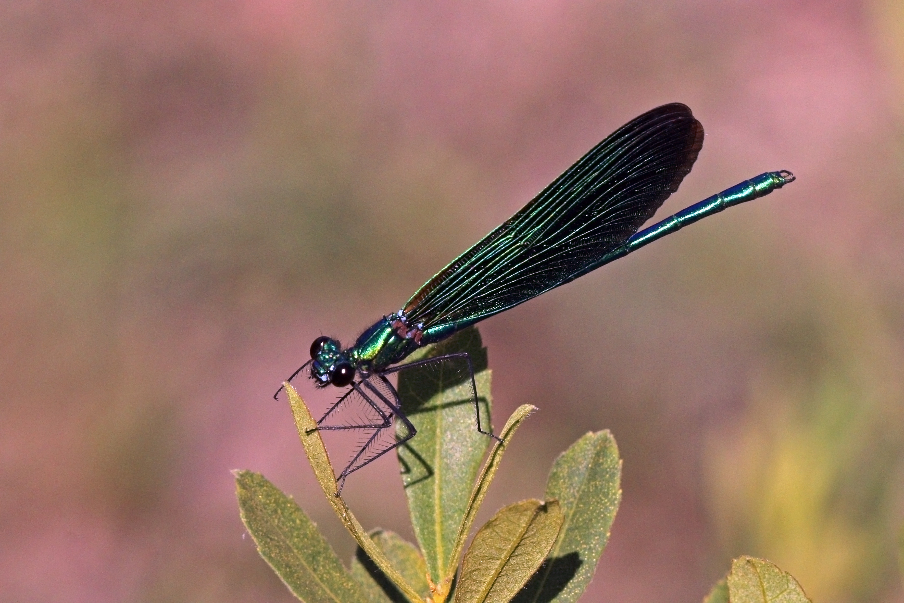 Beautiful demoiselle (Calopteryx virgo) male 2