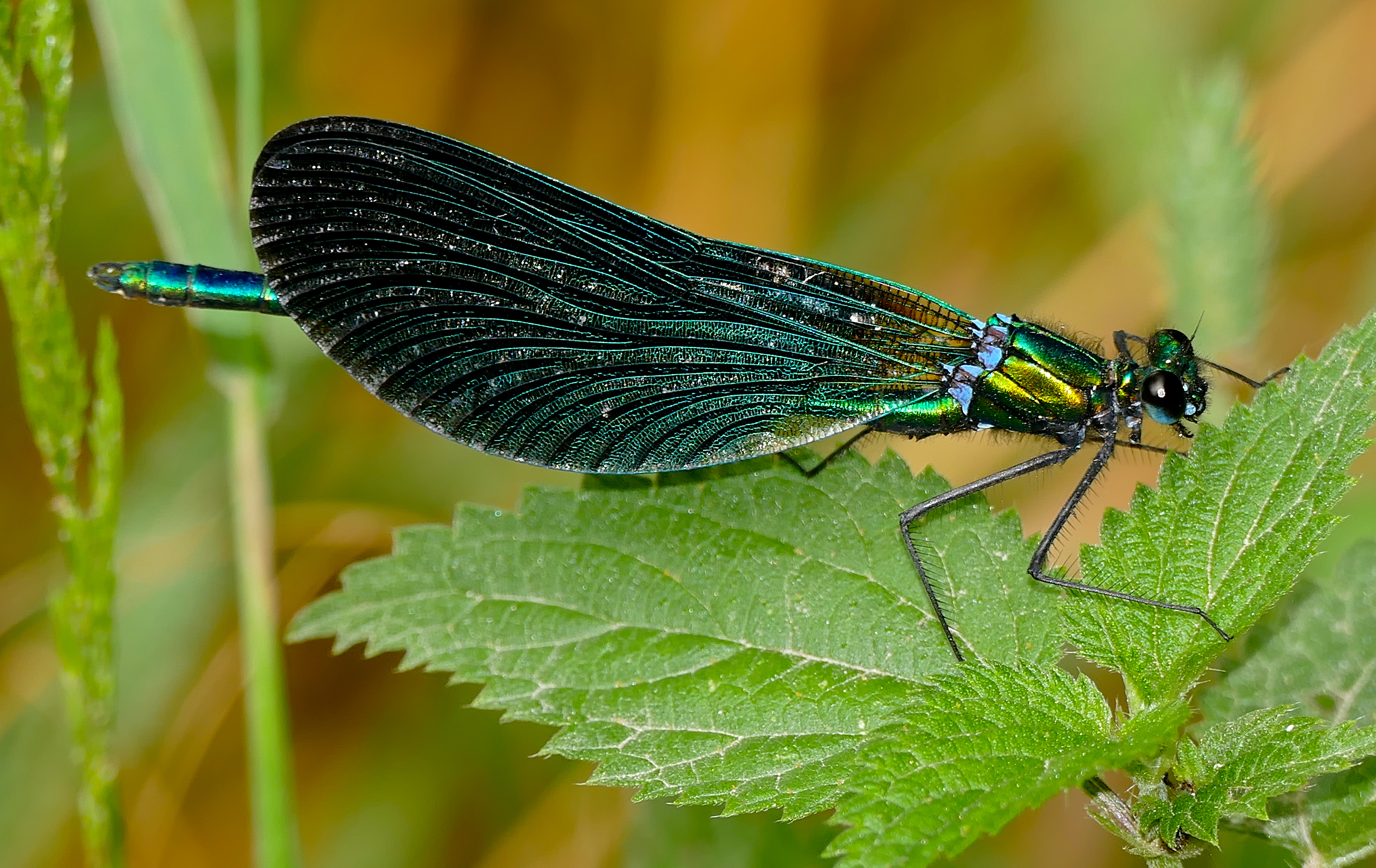 Beautiful Demoiselle (Calopteryx virgo) male (35341211792)