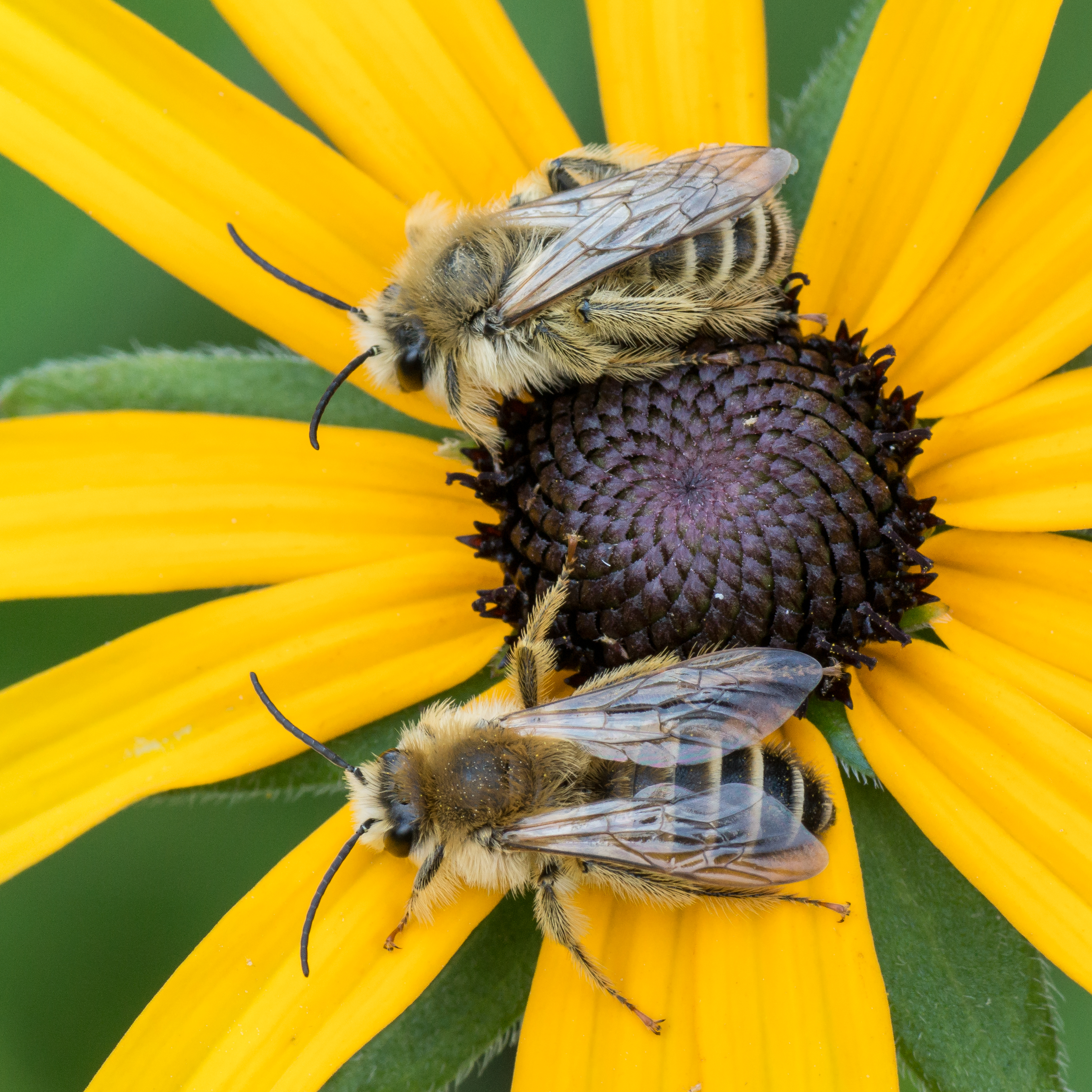 Bee 01 (MK)