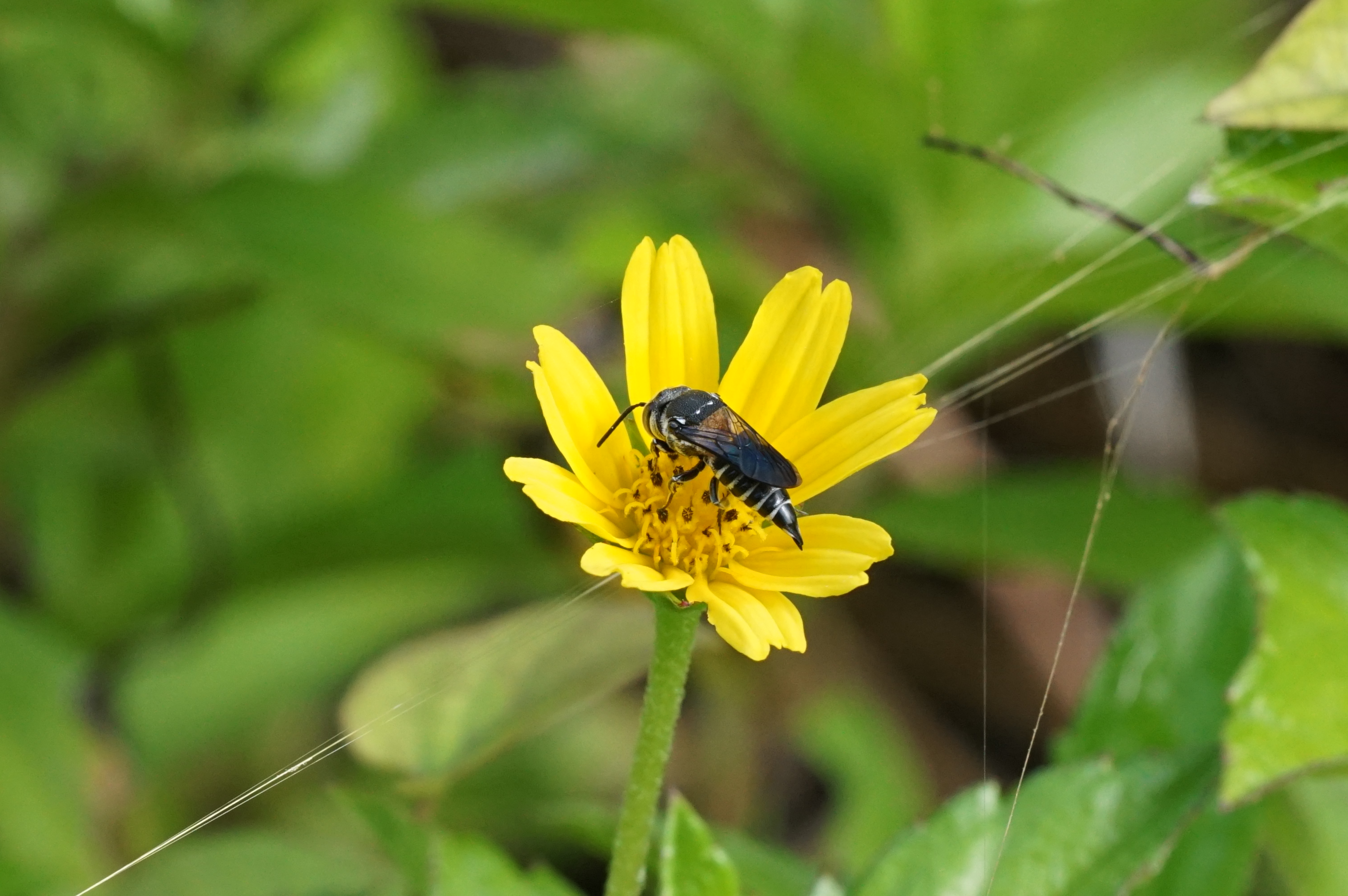 Bee 05204