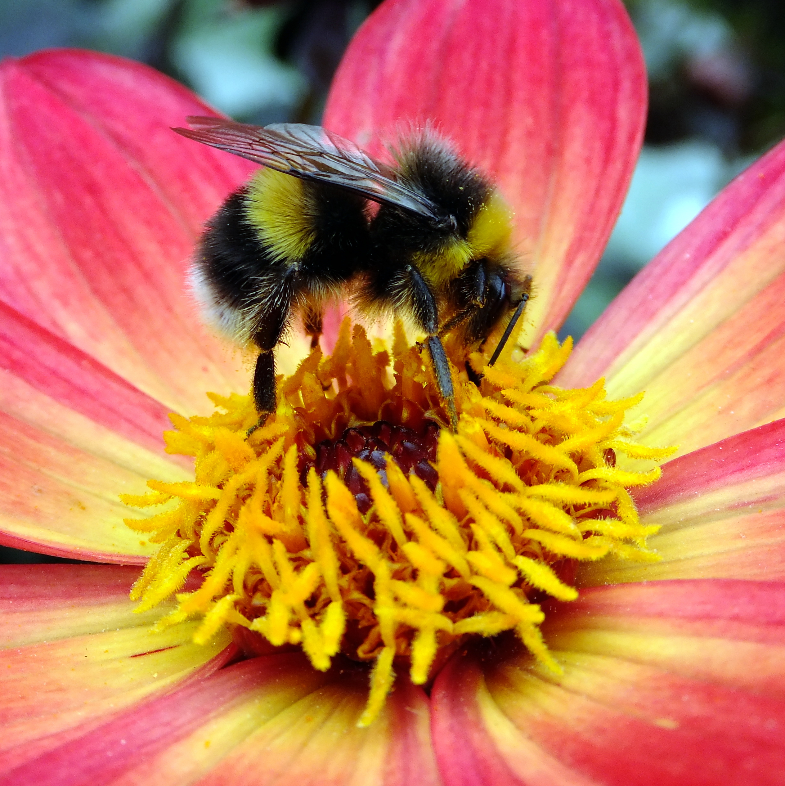 Bee (5937135717)