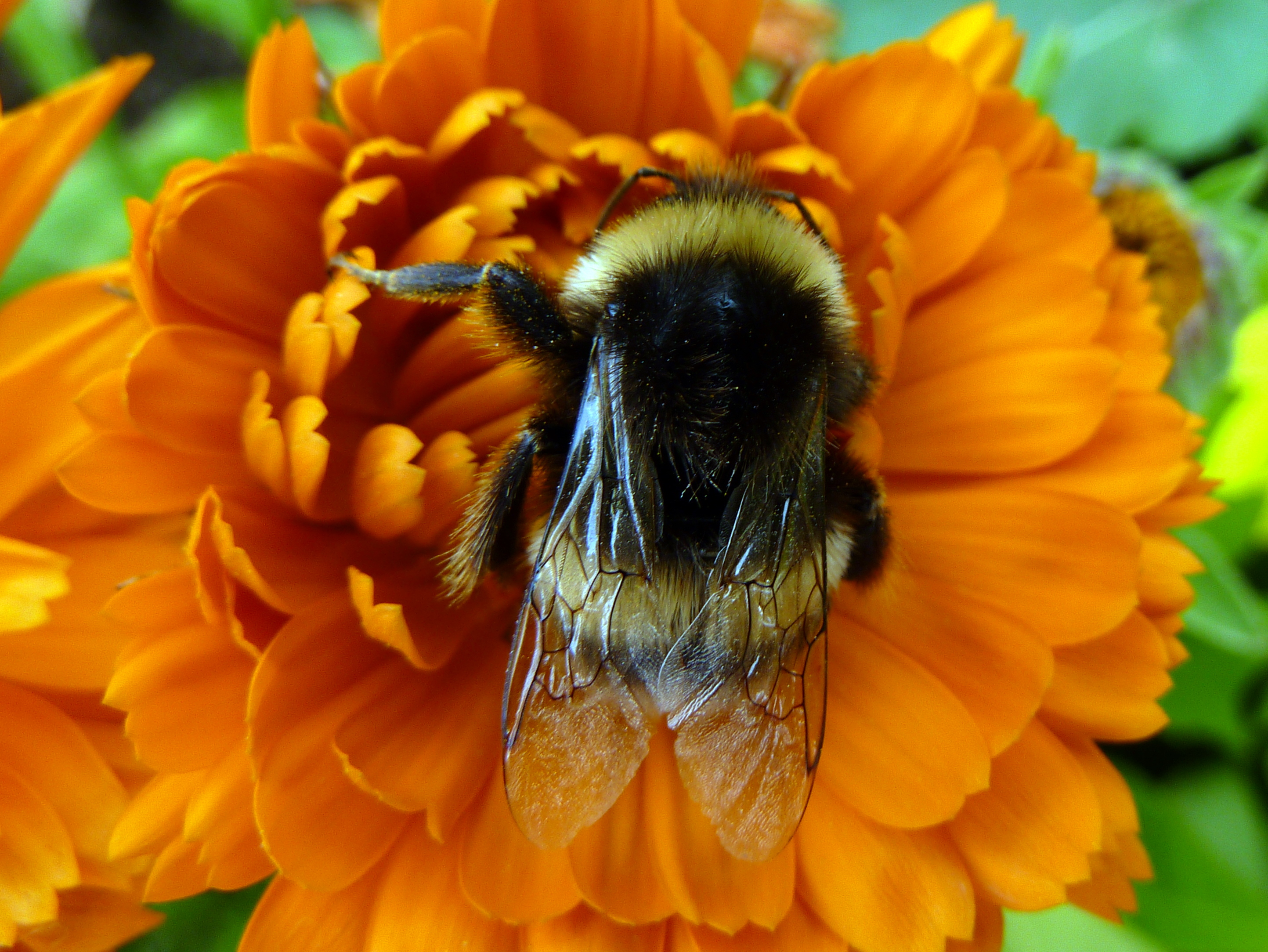 Bee (5947356190)