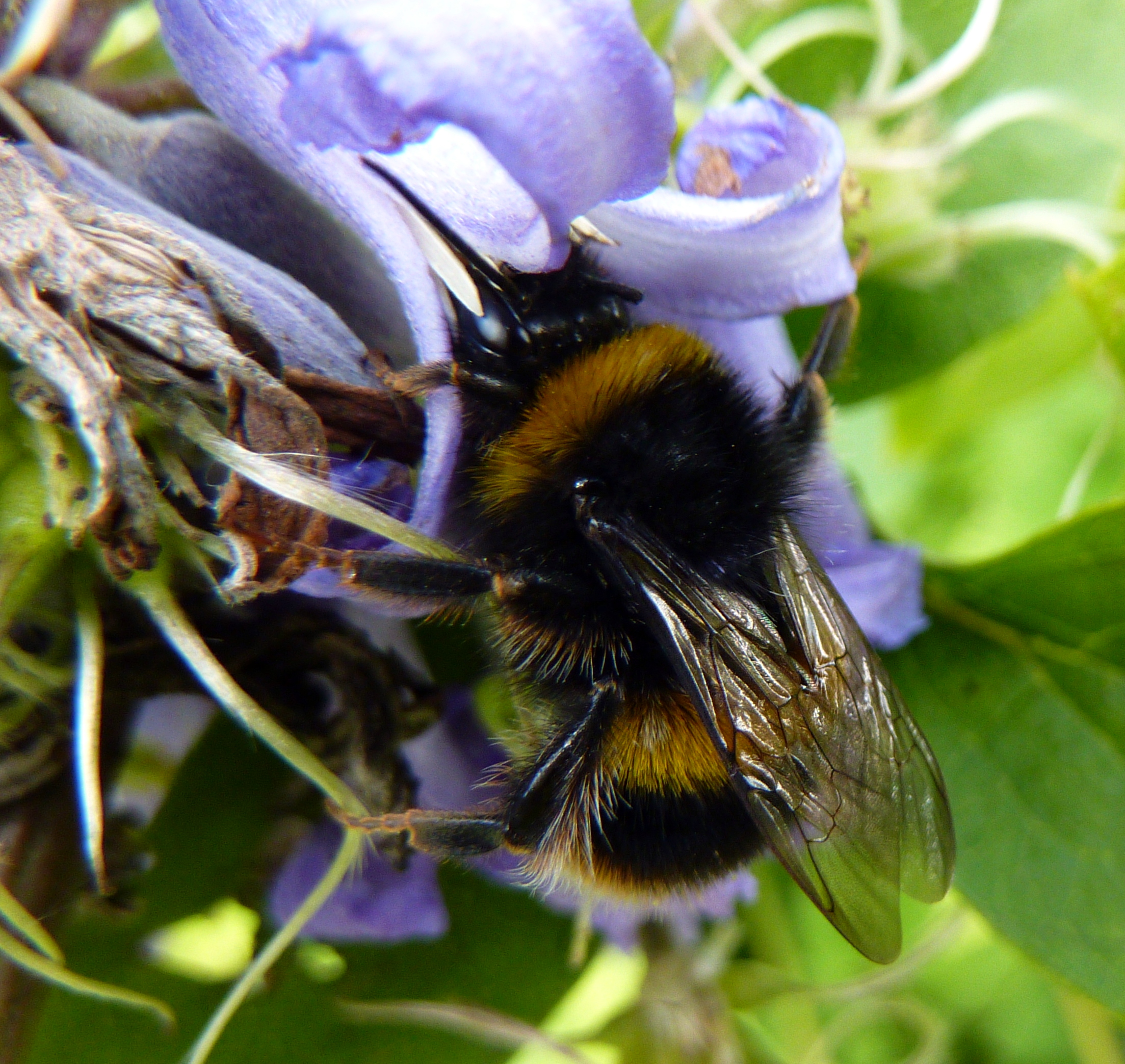 Bee (6097280385)