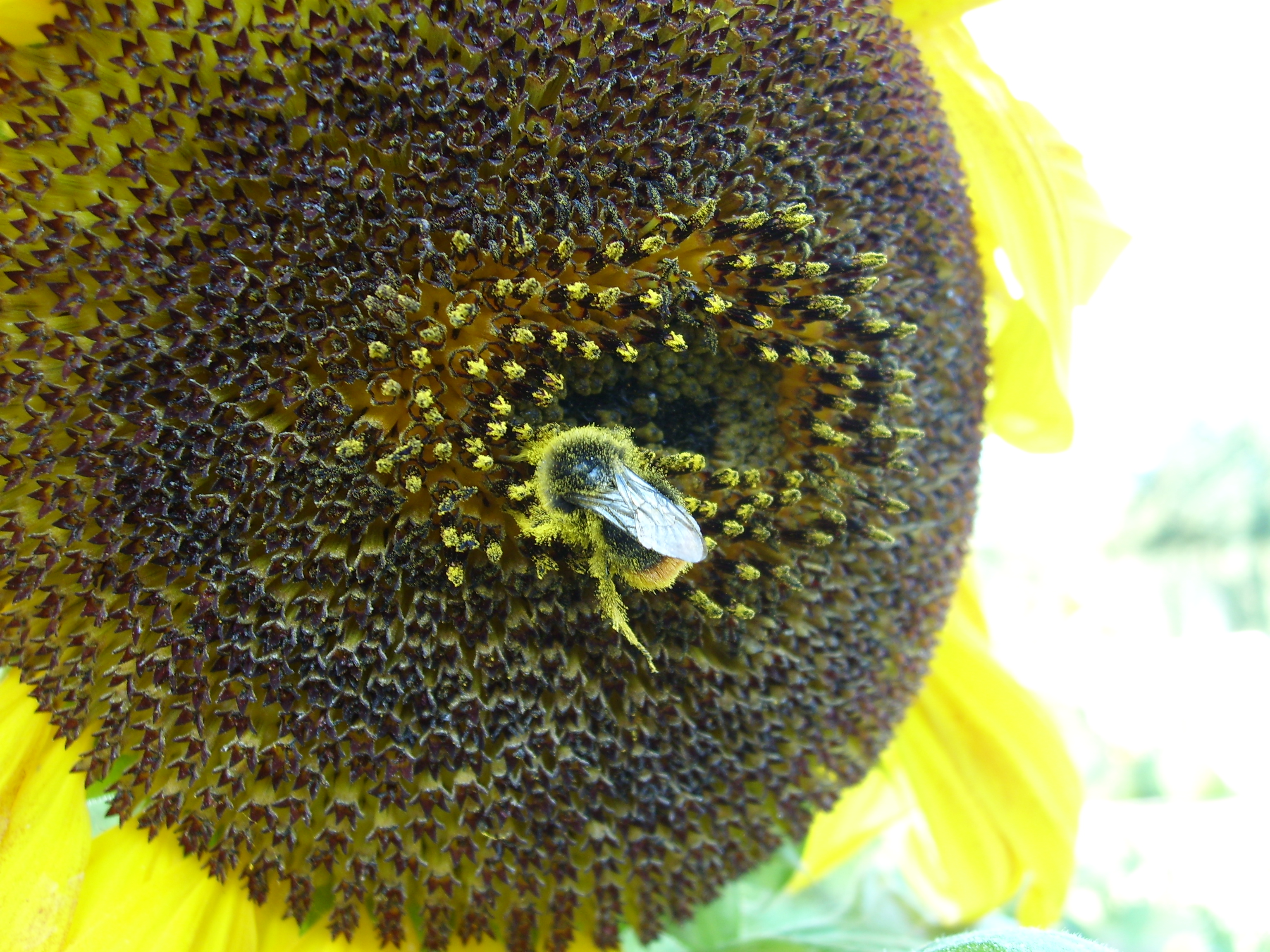 Bee Aug-2009 SL270238