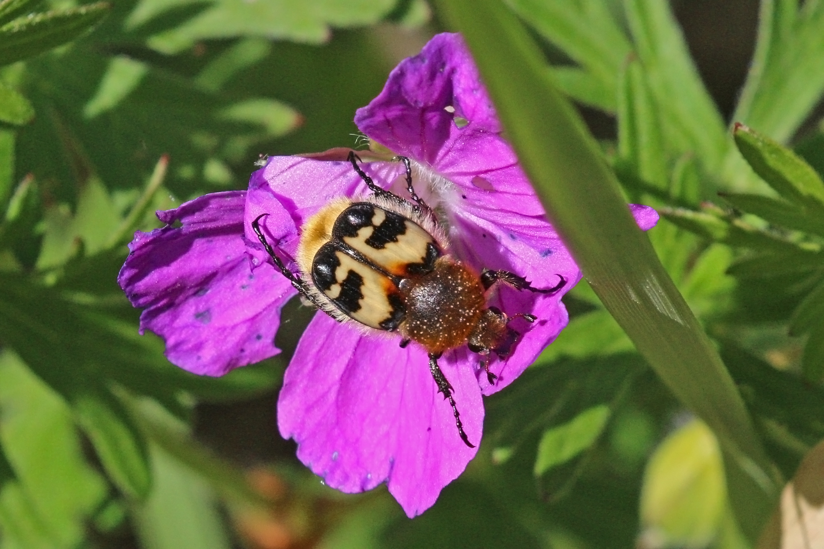 Bee beetle (Trichius fasciatus) Estonia