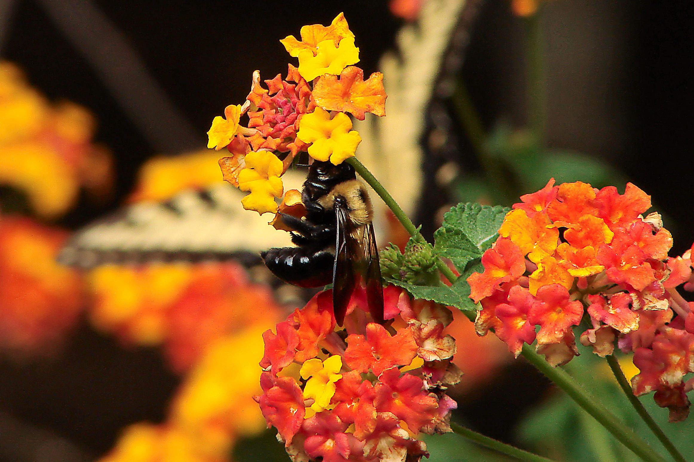 Bee DSC08435