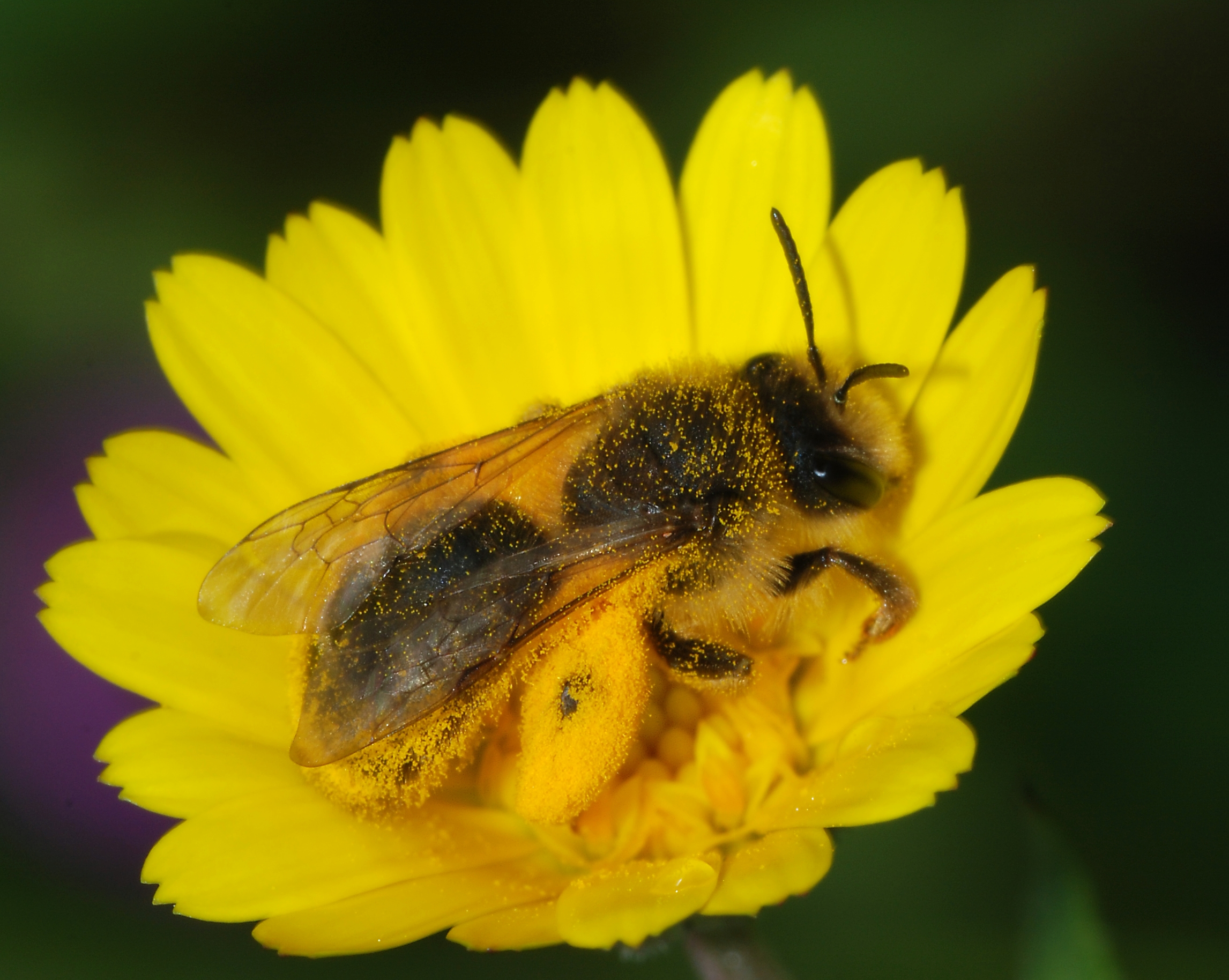 Bee February 2008-3
