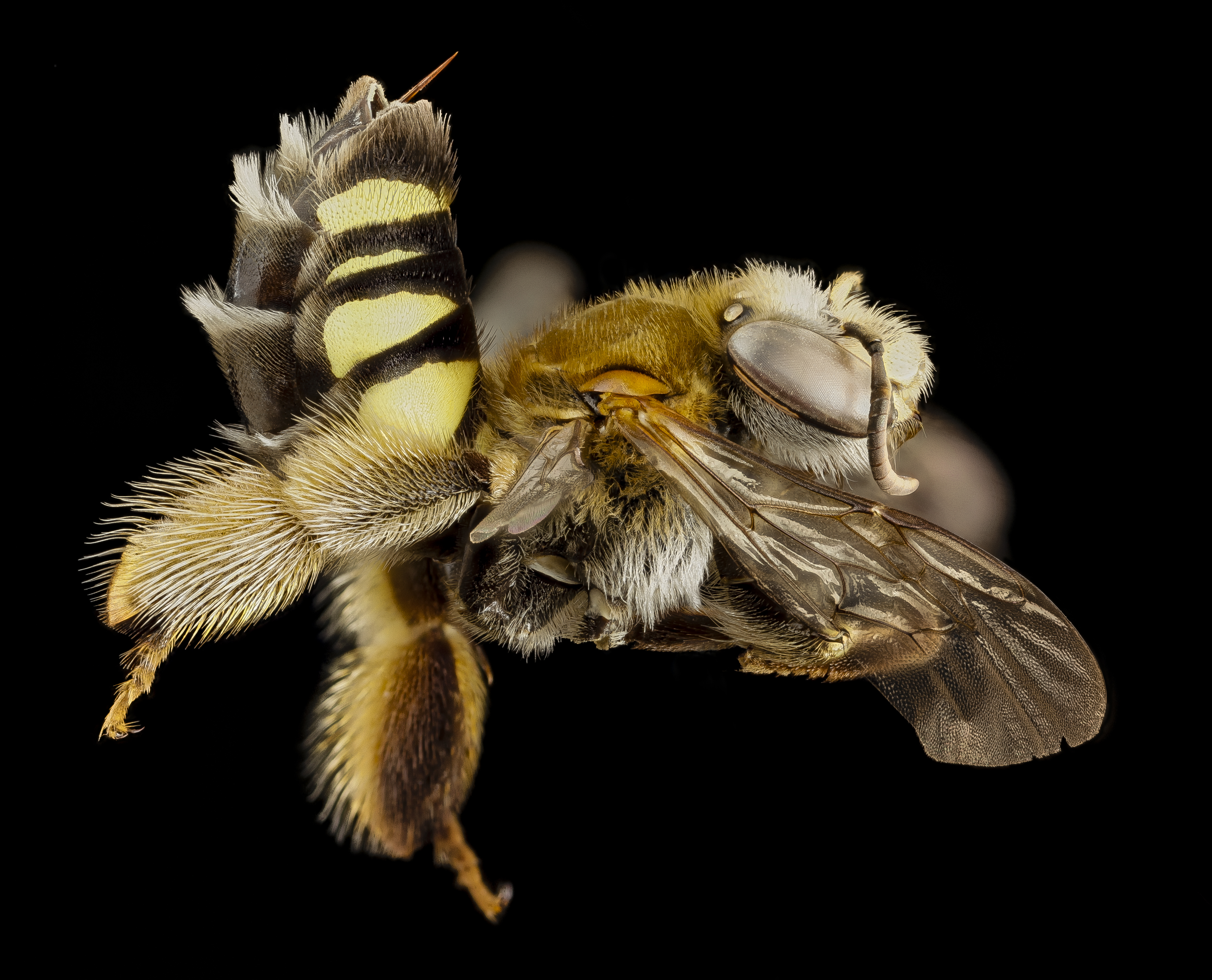 Bee fur foot yellowspot, f, argentina, side 2014-08-14-15.16.14 ZS PMax (15397747408)