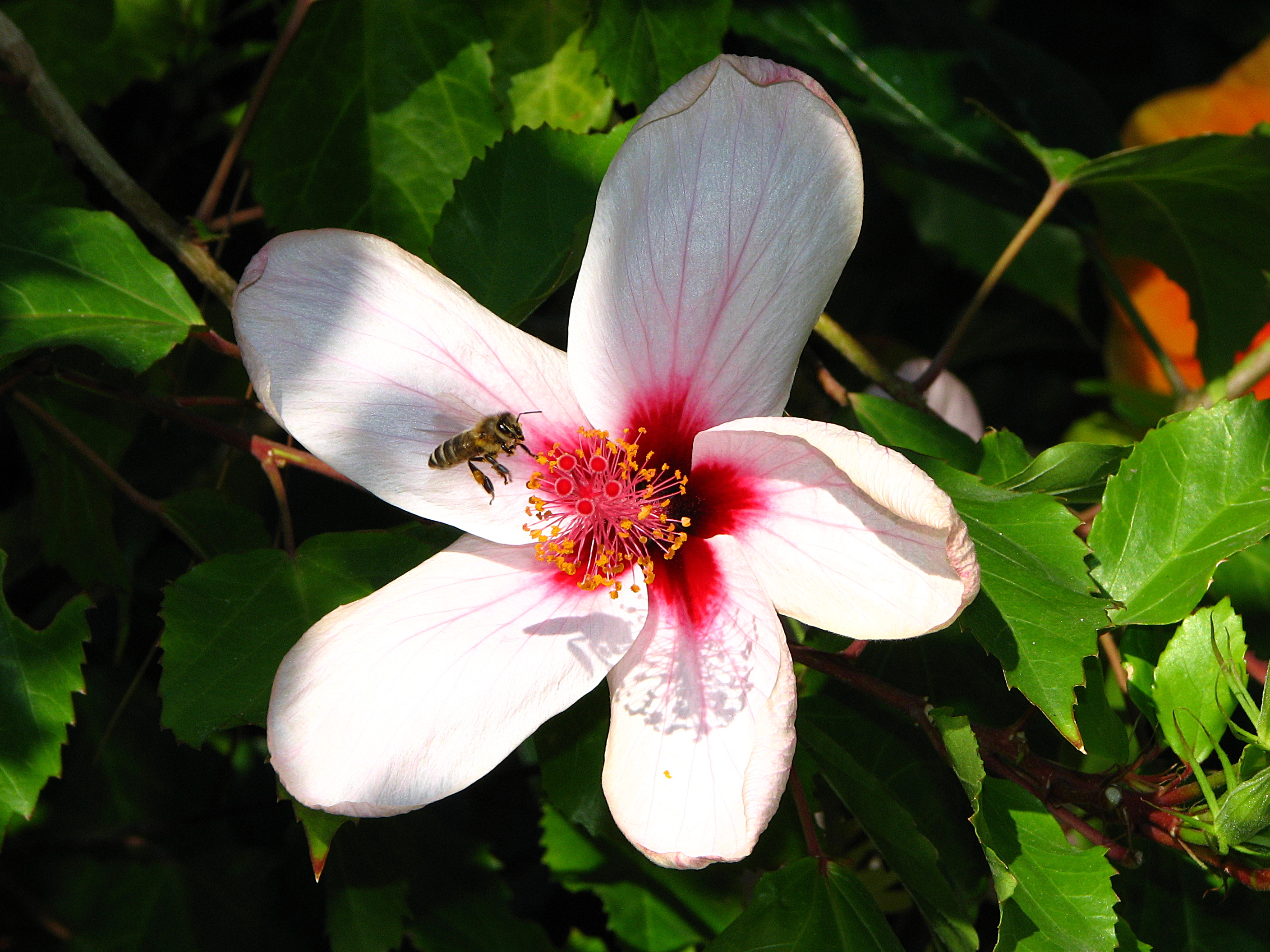 Bee-landing-on-flower-0a