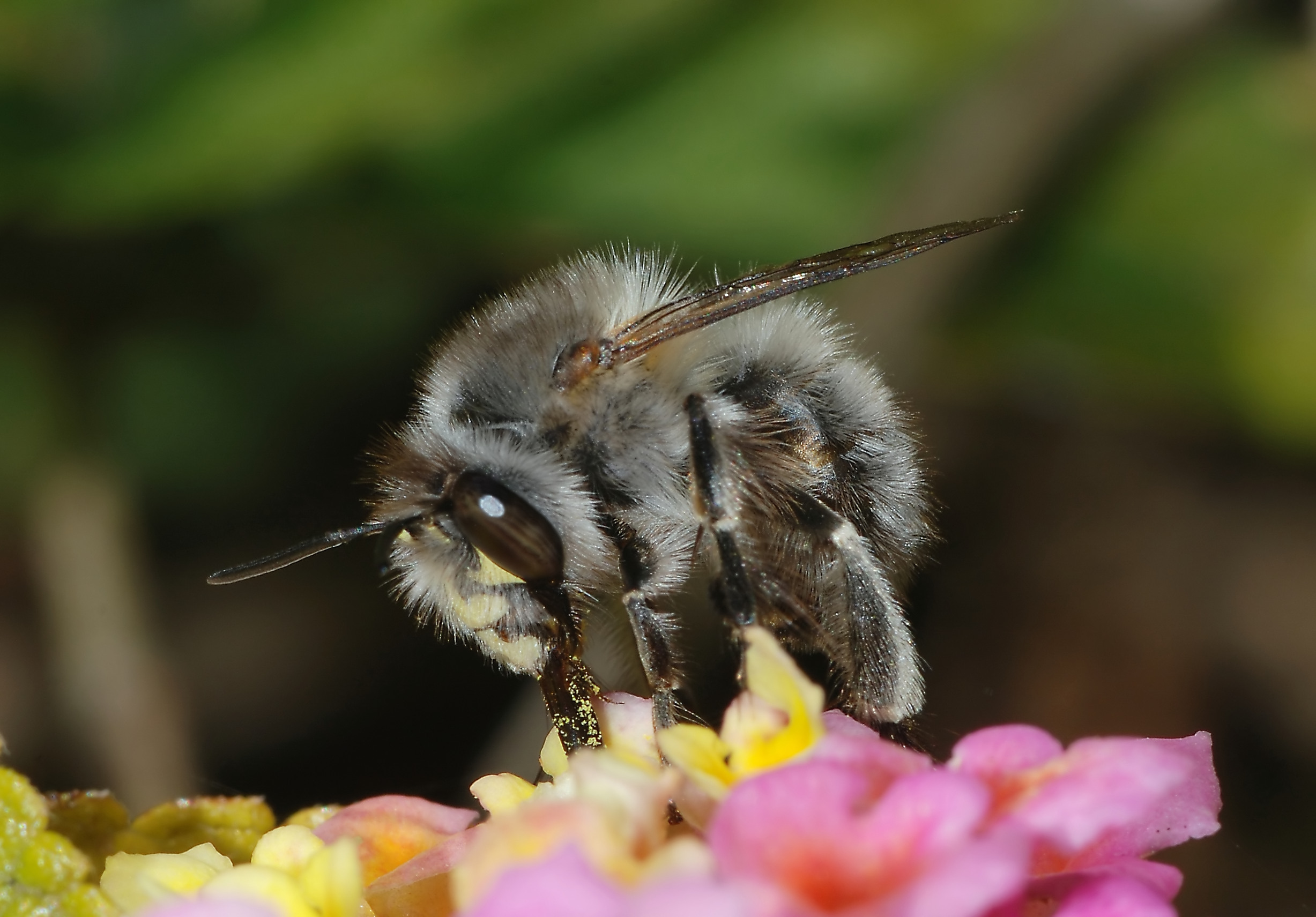 Bee March 2008-12