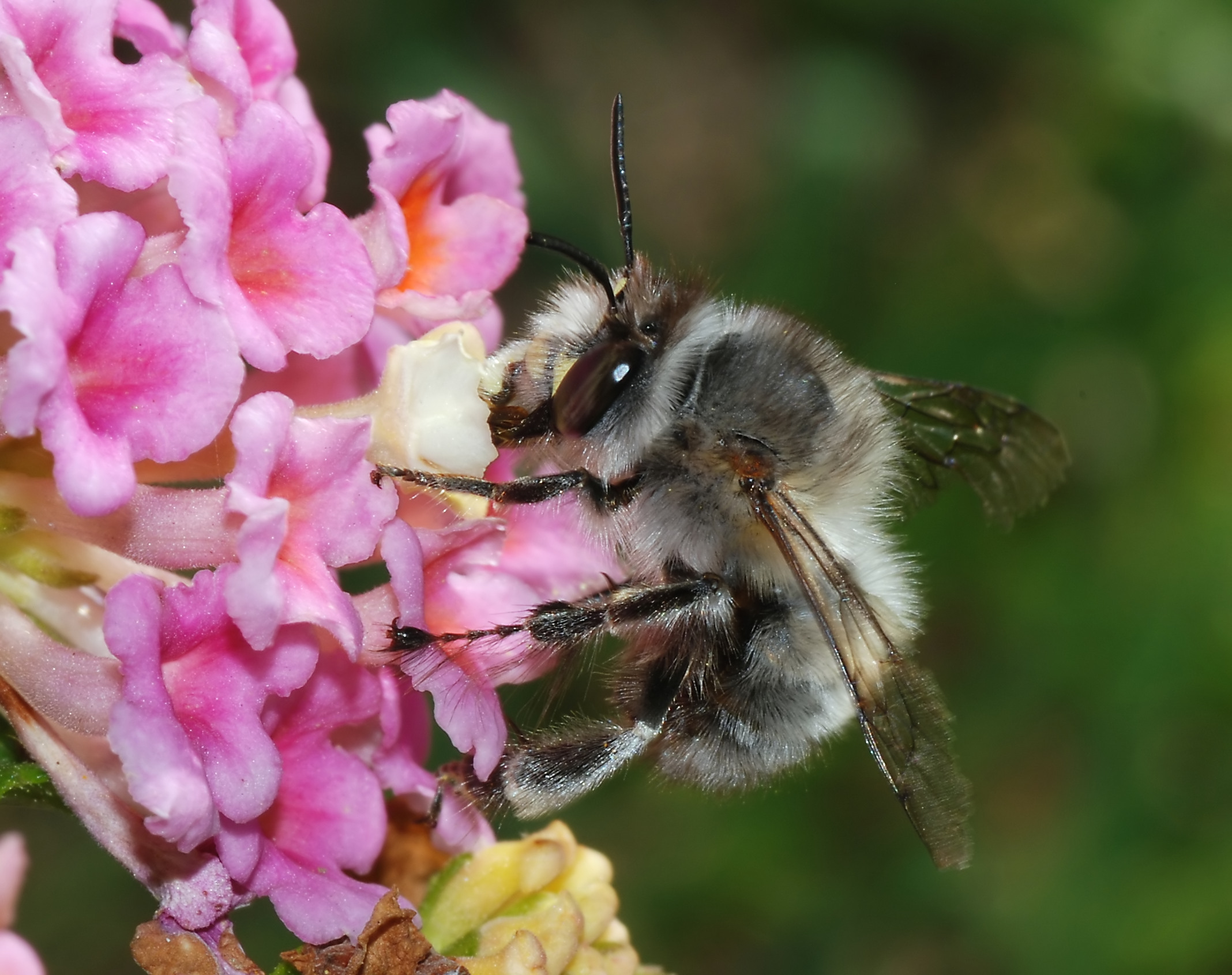 Bee March 2008-14
