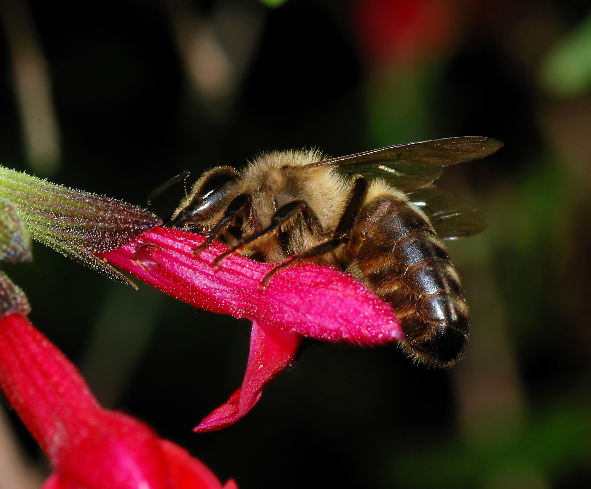 Bee October 2007-1